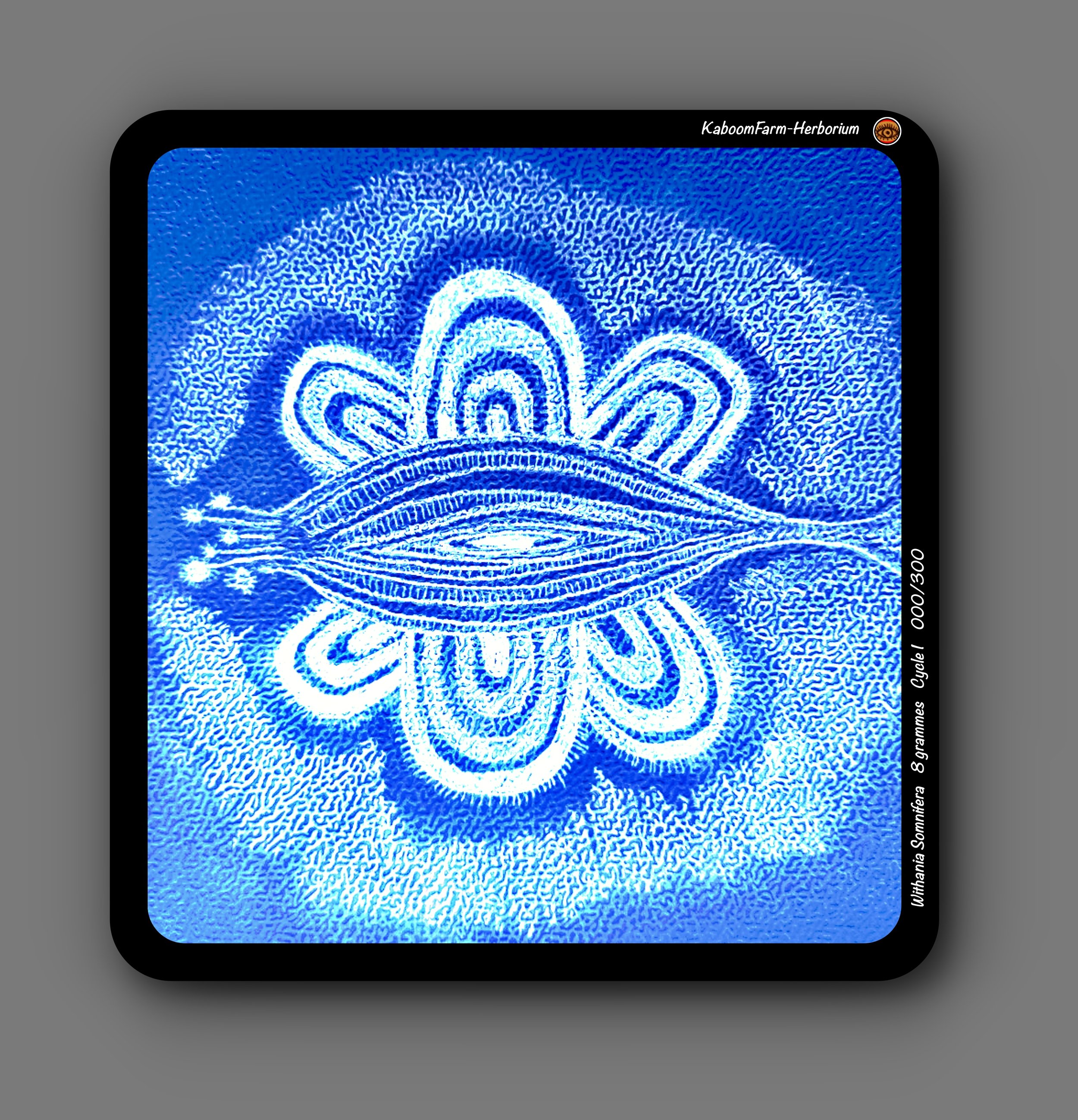 ASHWAGANDHA (Withania Somnifera)