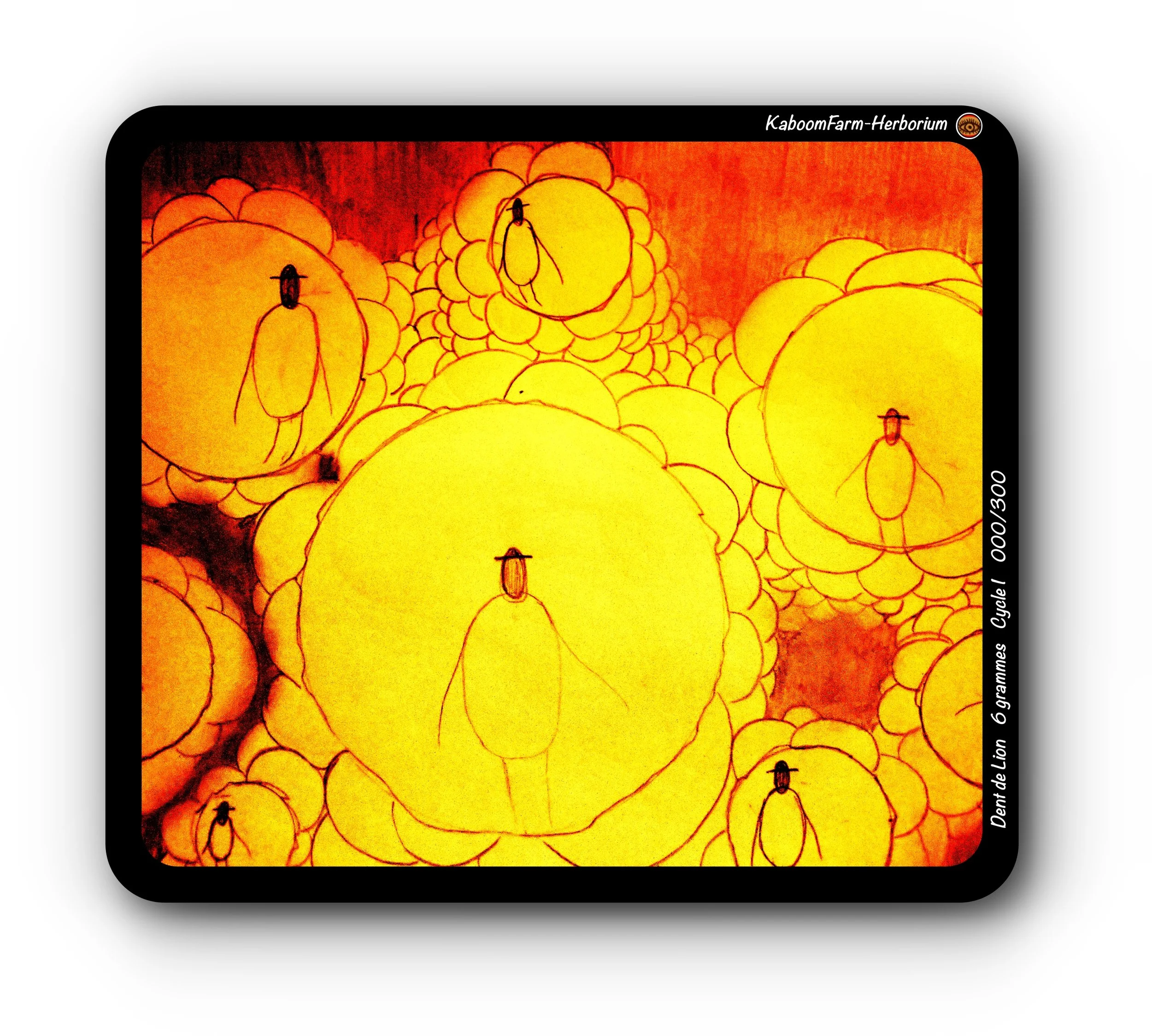 PISSENLIT (Dent-De Lion)