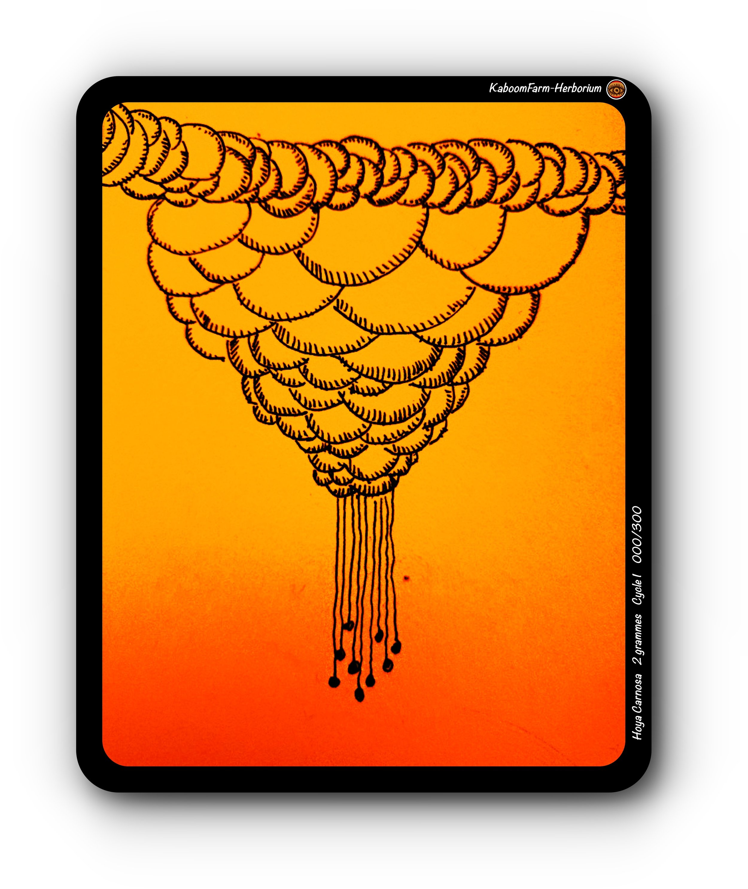 PORCELAIN FLOWER (Hoya Carnosa)