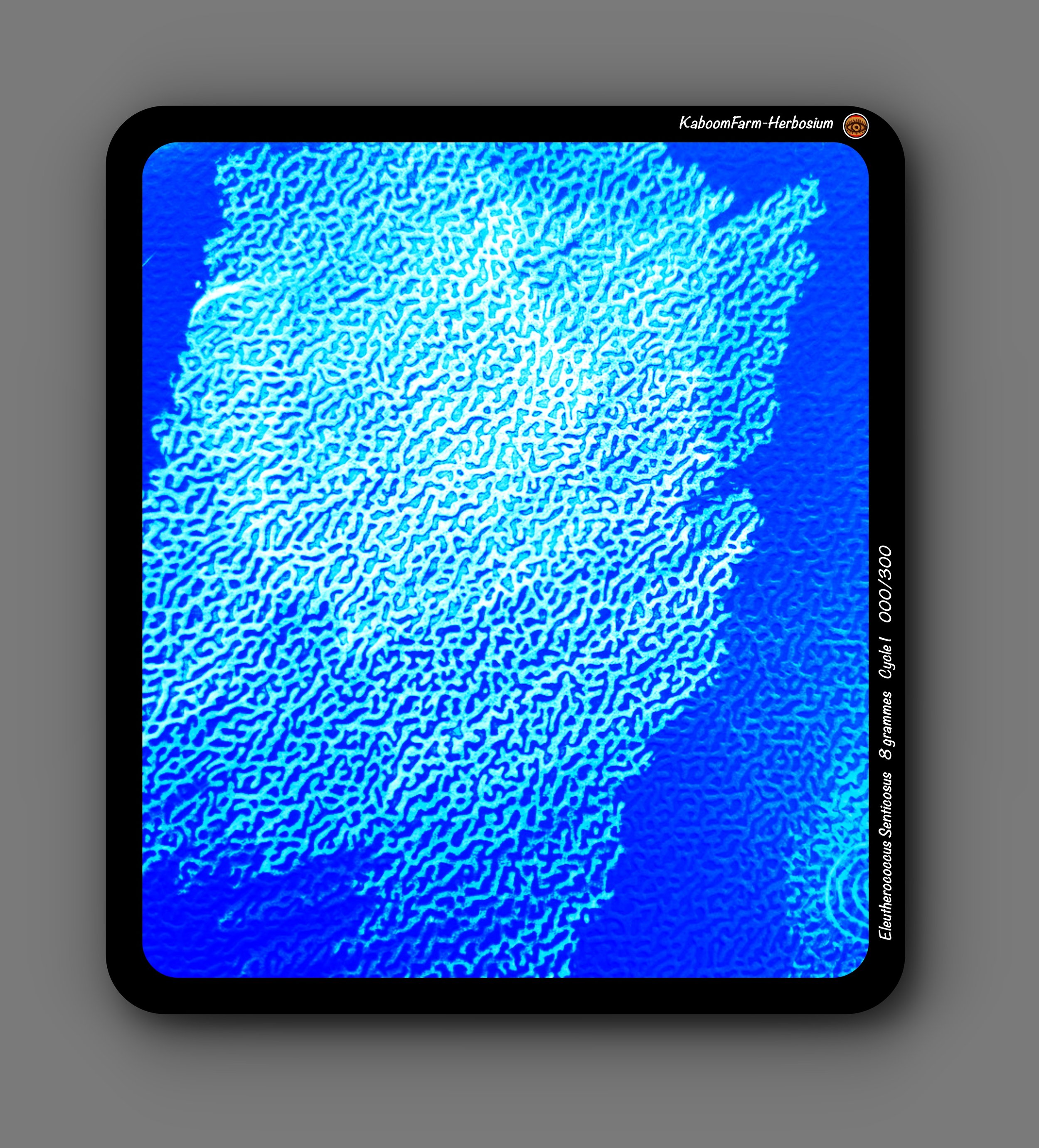 GINSENG SIBÉRIEN (Eleutherococcus Senticosus)