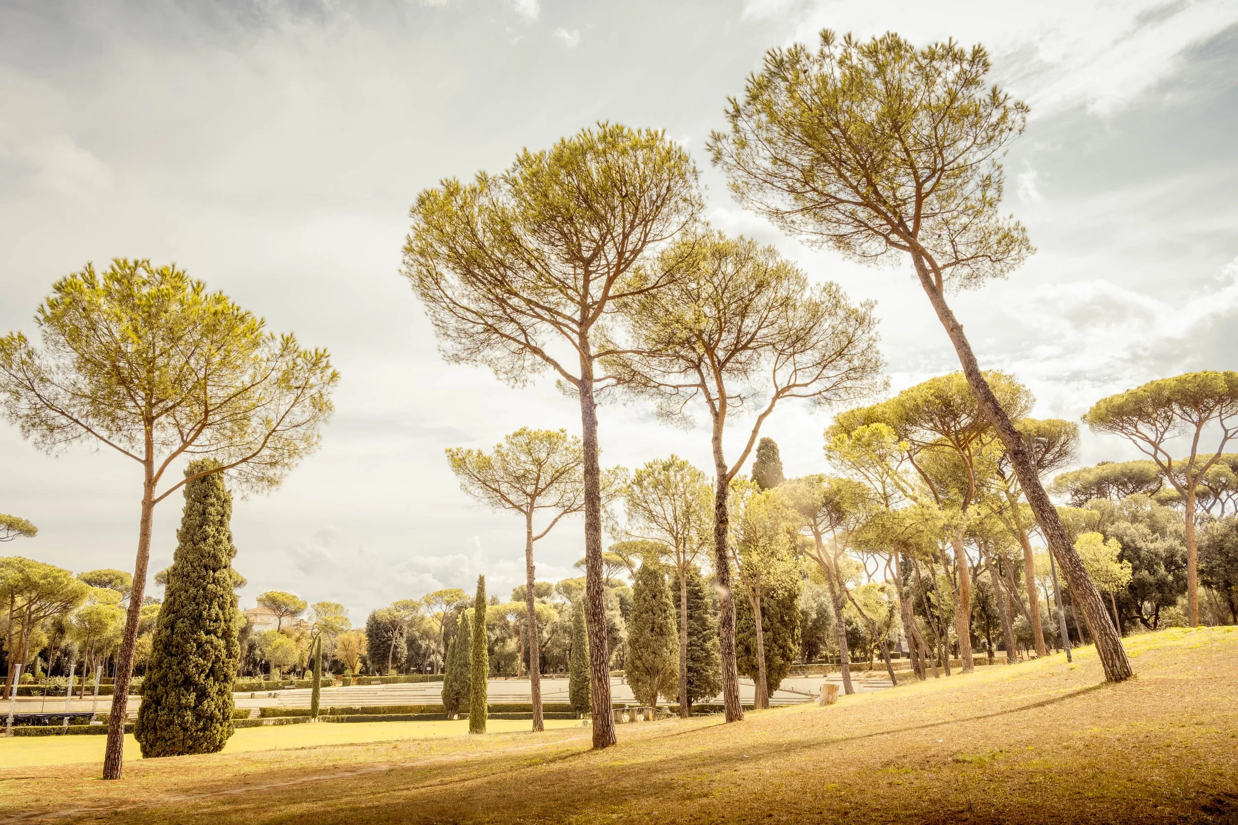 Fotografia fine art de pinheiros mediterrâneos em campo aberto com luz suave, ideal para arquitetos e decoradores que buscam uma peça horizontal calma para salas amplas, escritórios com estética clean e projetos que pedem um toque europeu elegante se