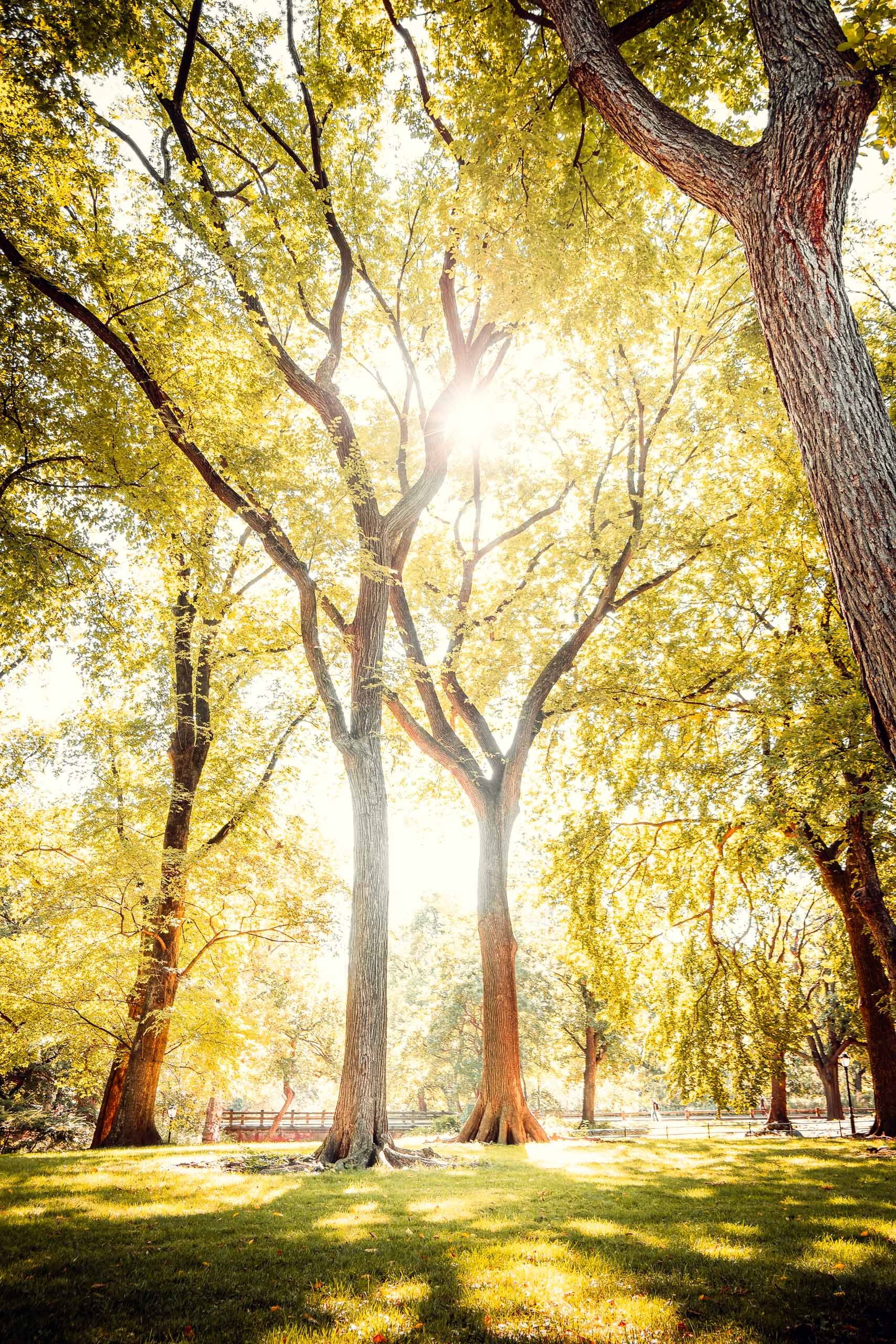 Fotografia fine art de árvores altas com luz filtrada pelo topo da copa em parque urbano, indicada para quem busca uma peça luminosa para salas claras, espaços de leitura ou escritórios que pedem sensação de leveza, ar fresco e contato diário com nat