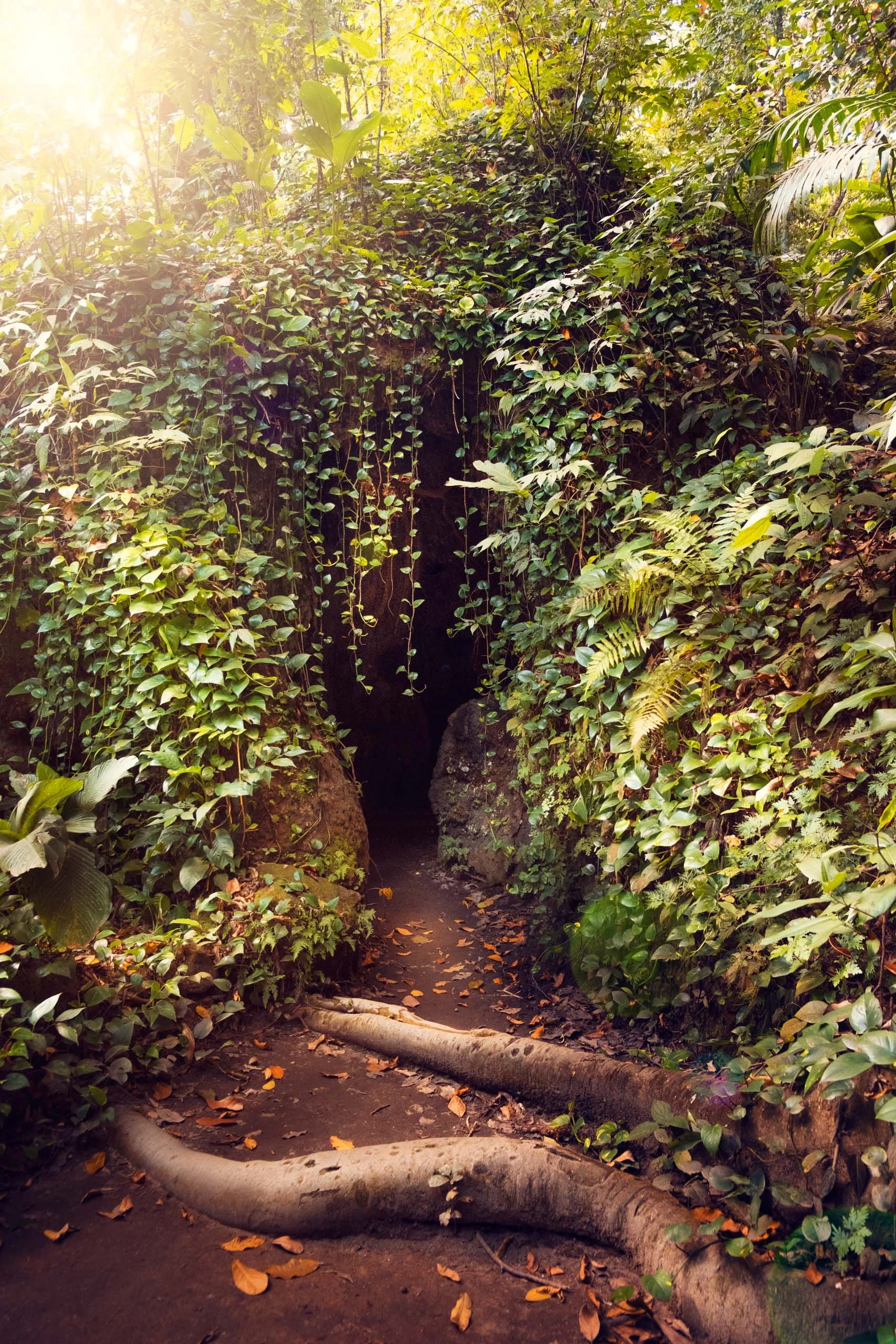 Entrada natural formada por raízes grossas e vegetação densa em mata tropical, ideal para arquitetos e designers que querem quadros com atmosfera imersiva, foco em natureza exuberante e sensação de descoberta para projetos de interiores que pedem pro