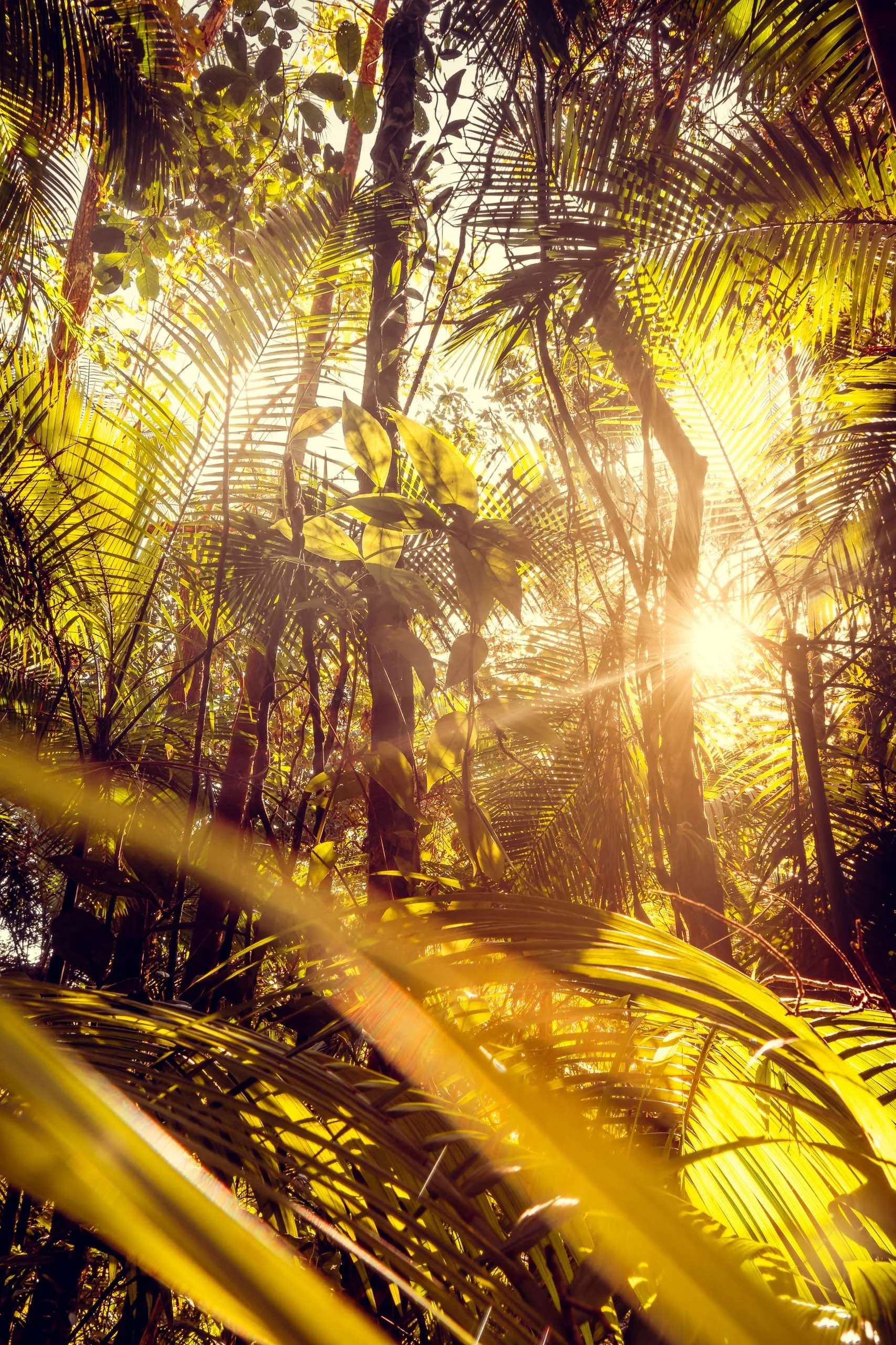 Folhagem tropical com palmeiras e luz forte entrando pela lateral dentro da Mata Atlântica no Legado das Águas. Sombras marcadas e verde vibrante. Fotografia sem pessoas, ideal para interiores que buscam energia visual, cor quente e sensação de flore
