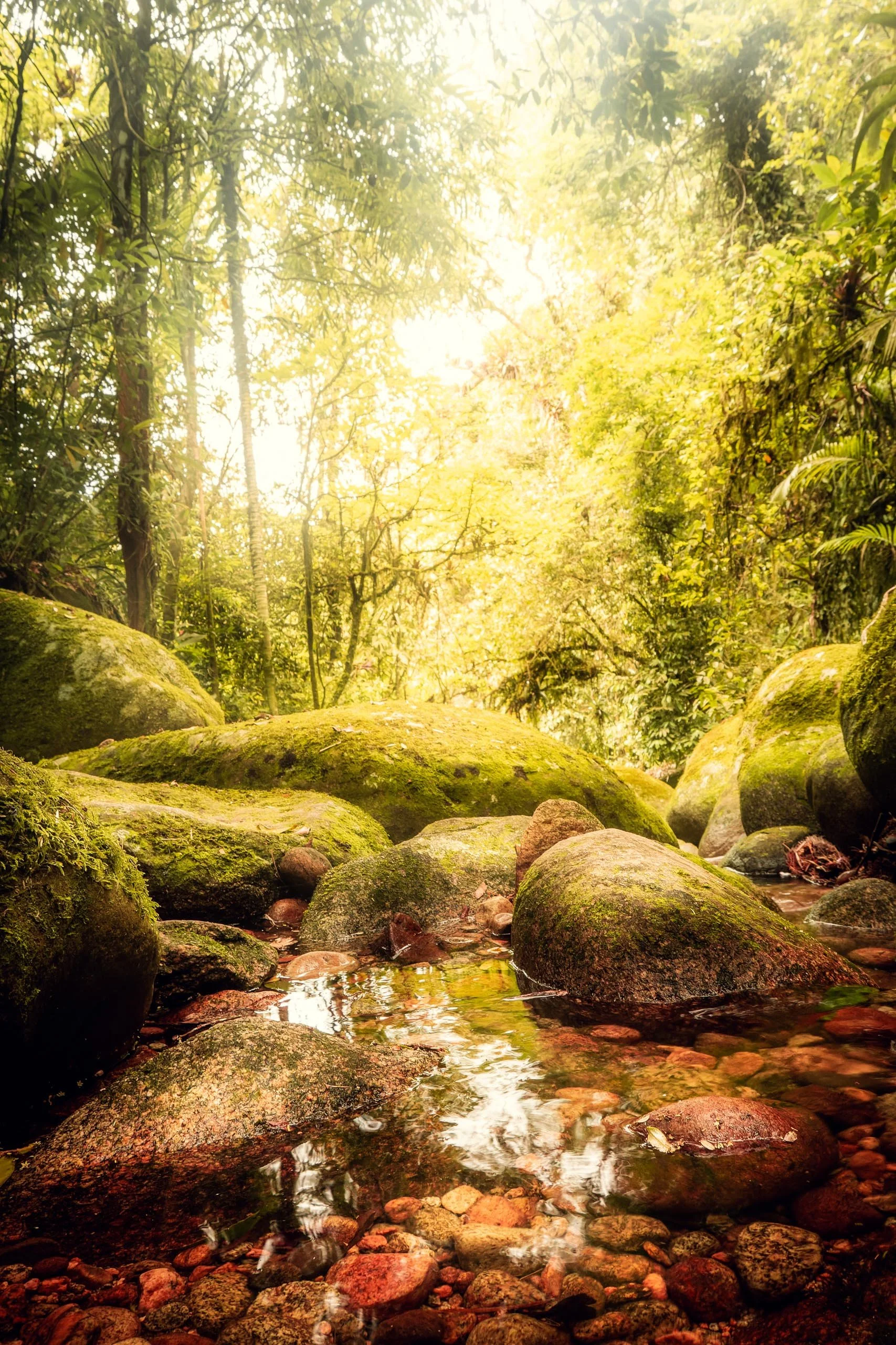 Fotografia vertical de riacho com pedras cobertas de musgo e luz suave filtrada pela mata, indicada para arquitetos, designers de interiores e spas que buscam criar ambientes de calma profunda em áreas de descanso, consultórios, salas de massagem e q