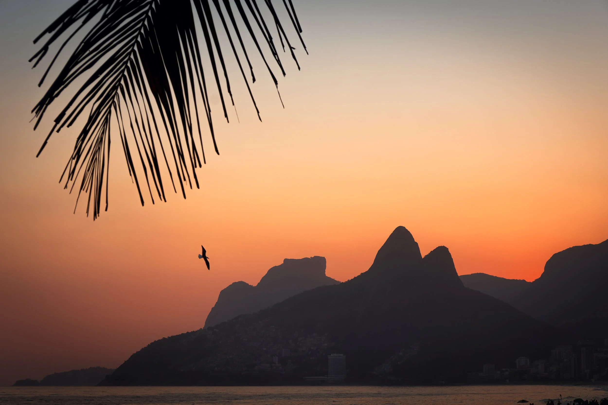 pordosol-rio-de-janeiro-dois-irmaos-silhueta-palmeira-ave