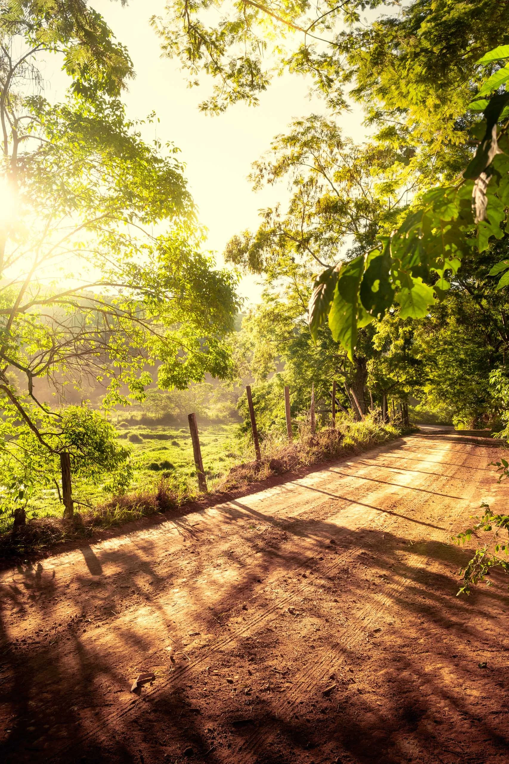 luz-entre-as-folhas-estrada-de-terra-interior-de-minas-fotografia-fine-art