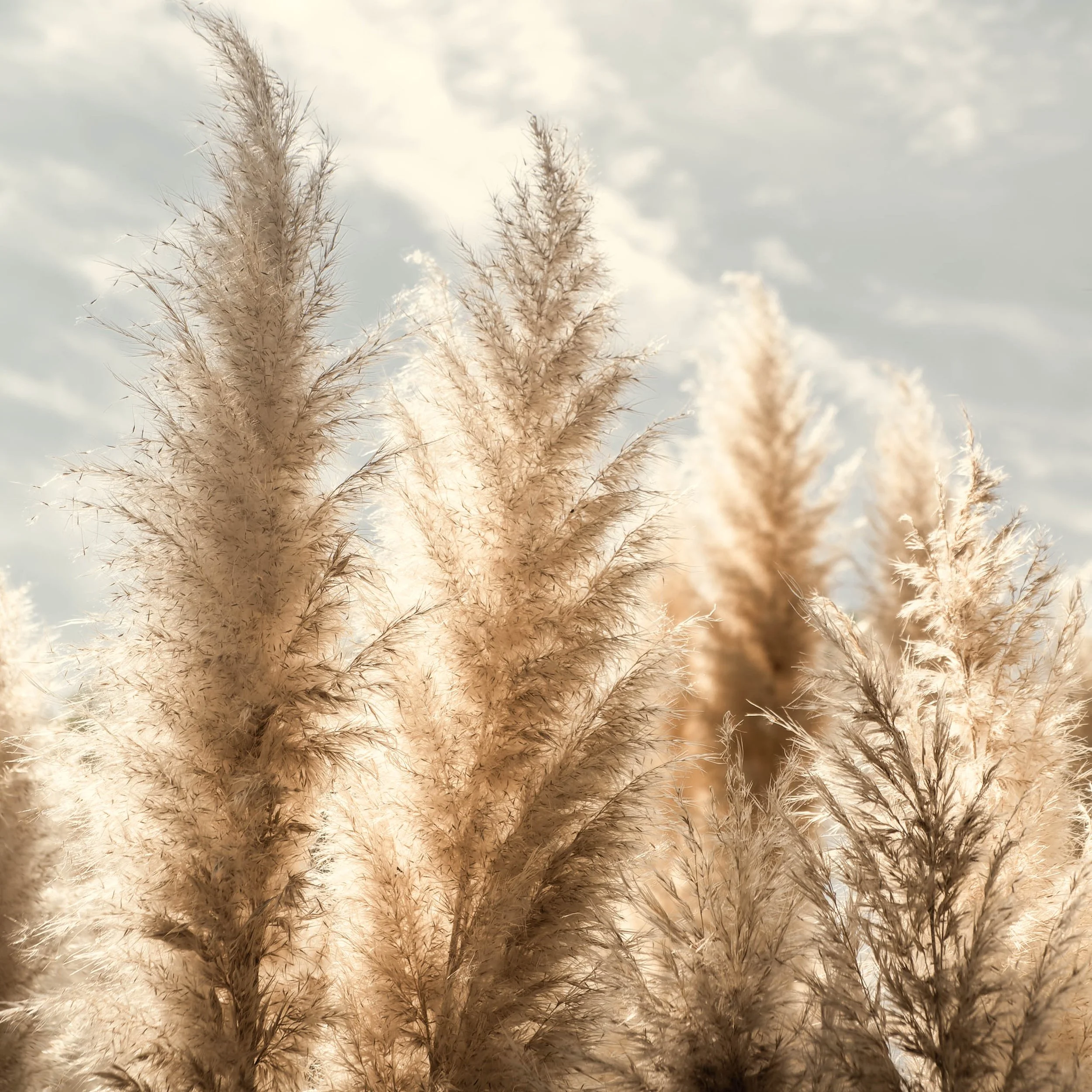 capim-dos-pampas-fotografia-natural-decoracao-parede