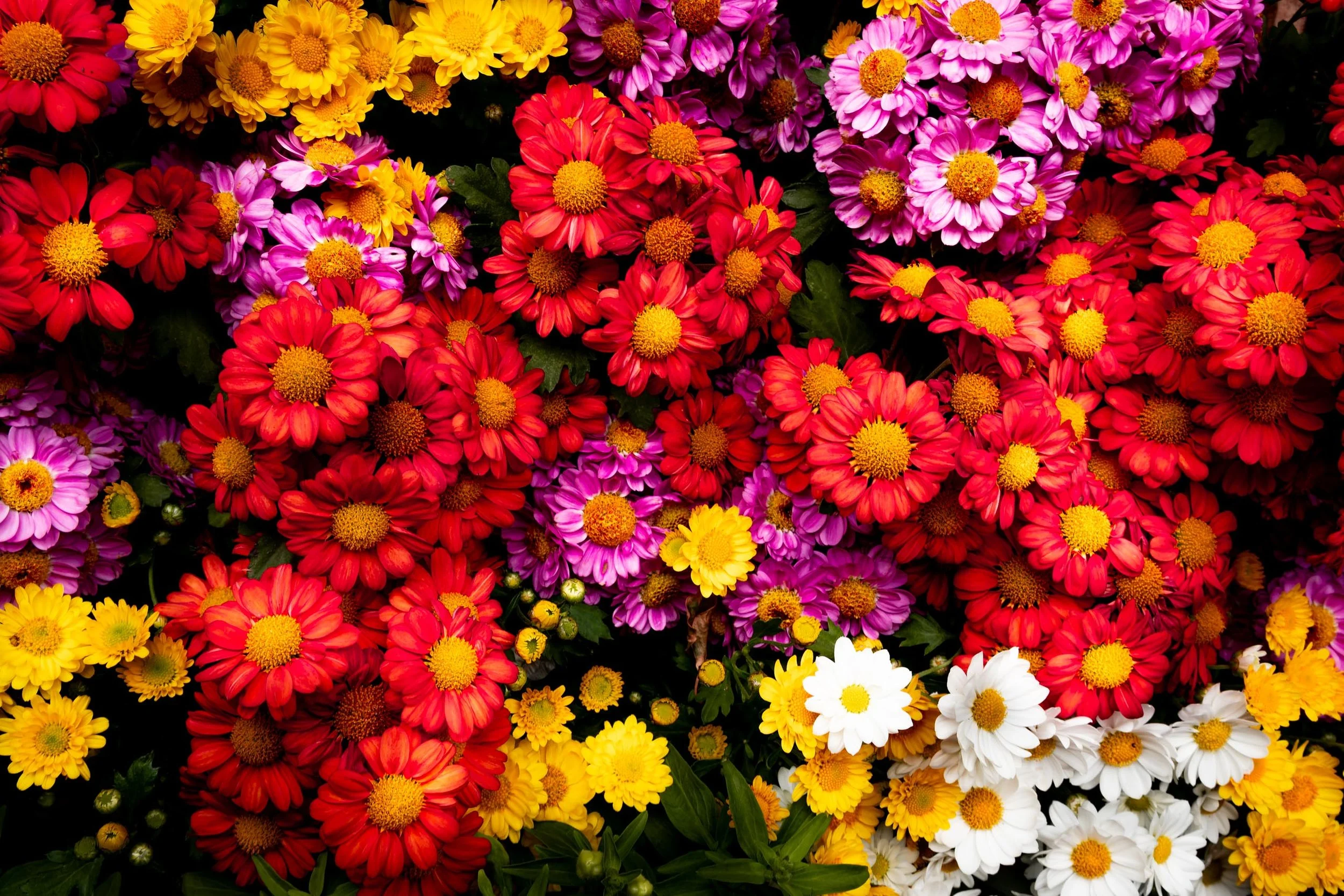 flores-coloridas-fotografia-natureza-para-decoracao-sala