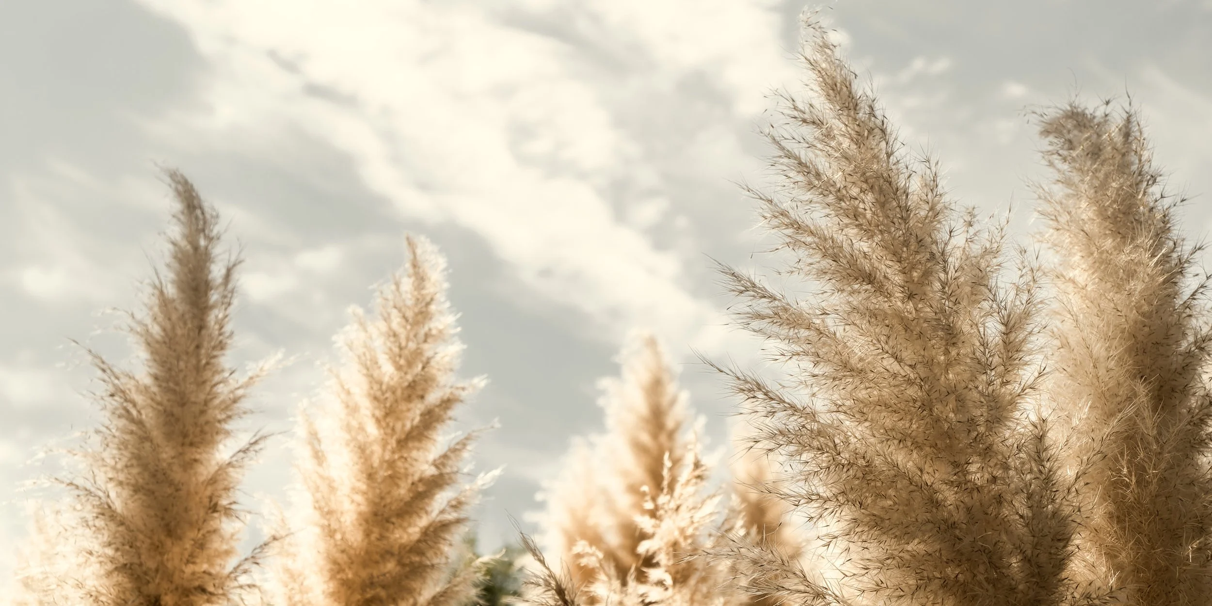 capim-dos-pampas-horizonte-natural-fotografia-para-decoracao