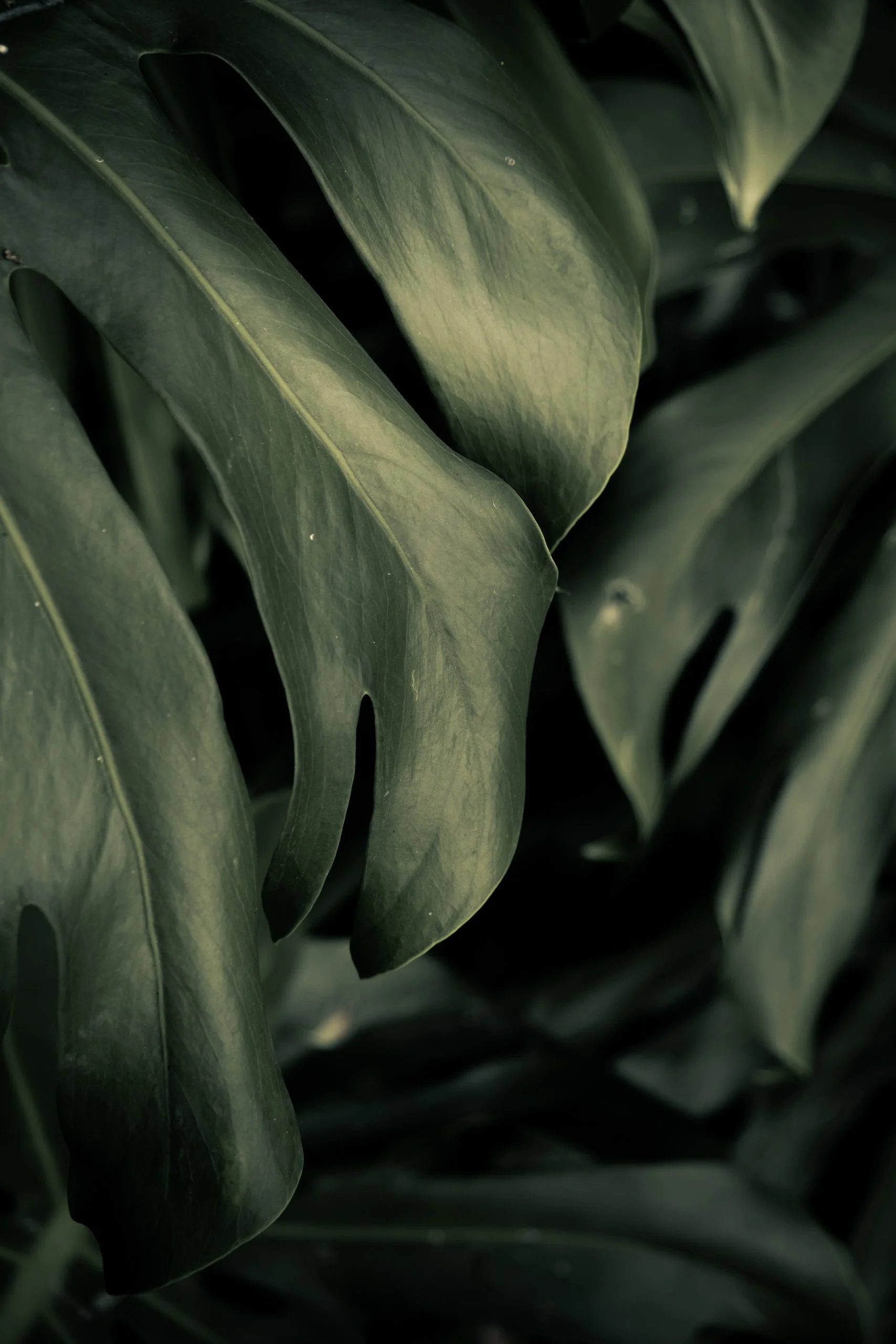 folha-verde-escura-close-textura-natural-fotografia-fine-art