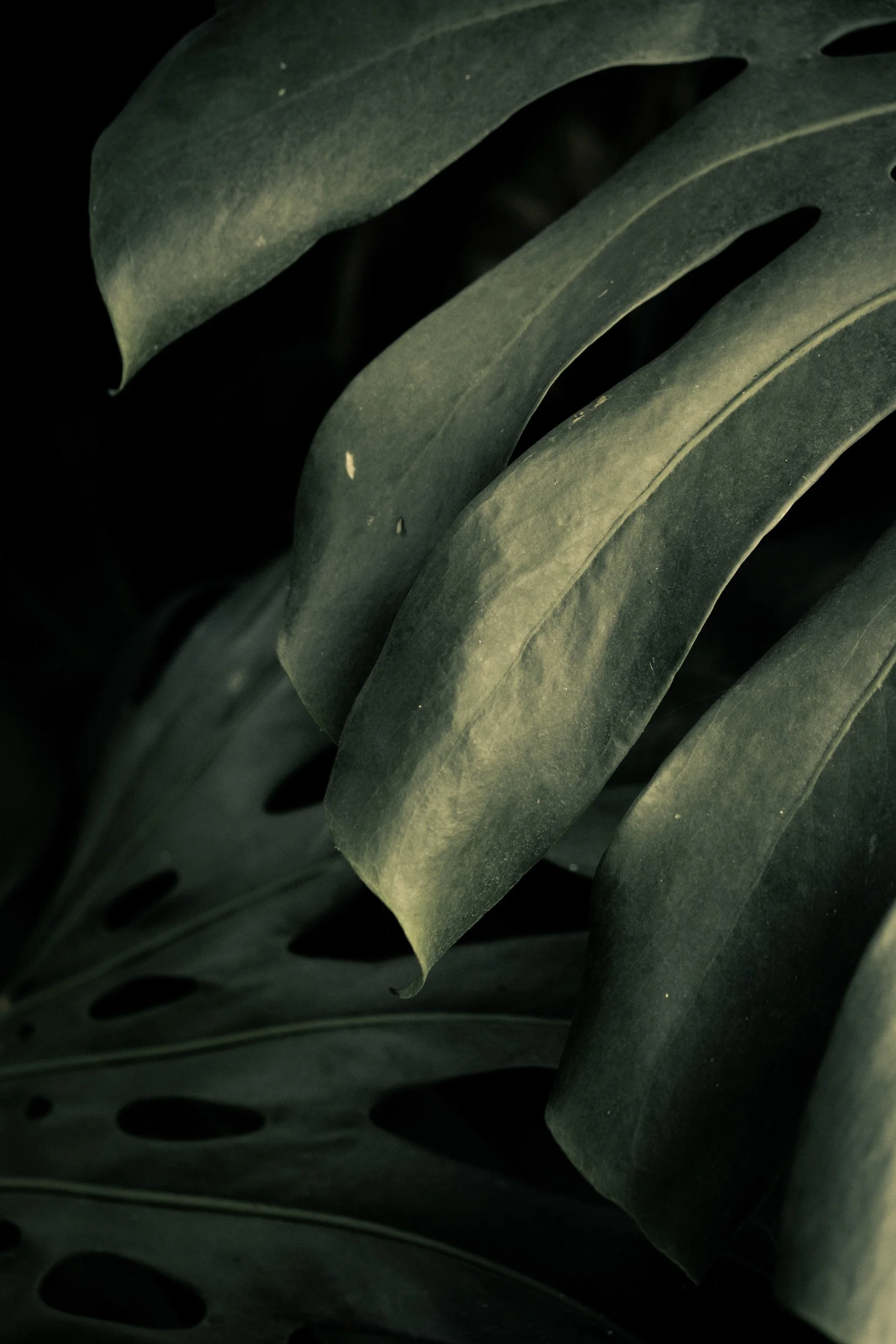 folha-verde-profunda-close-fotografia-para-decoracao