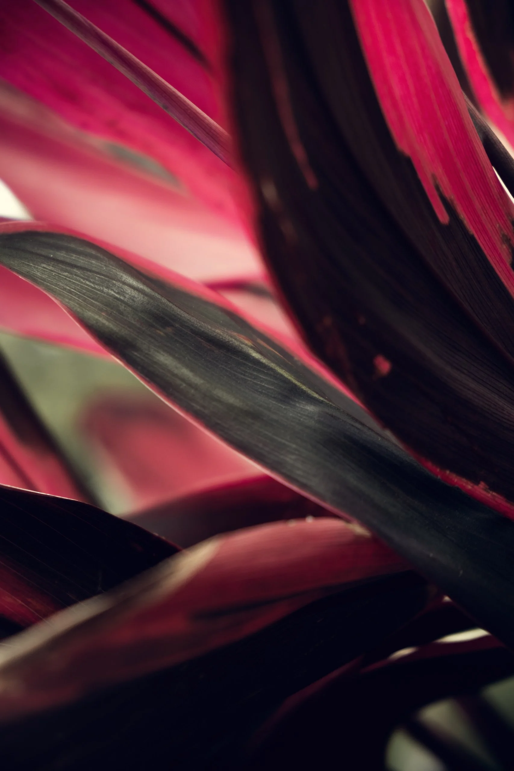 folhas-vermelhas-close-fotografia-natural-para-decoracao