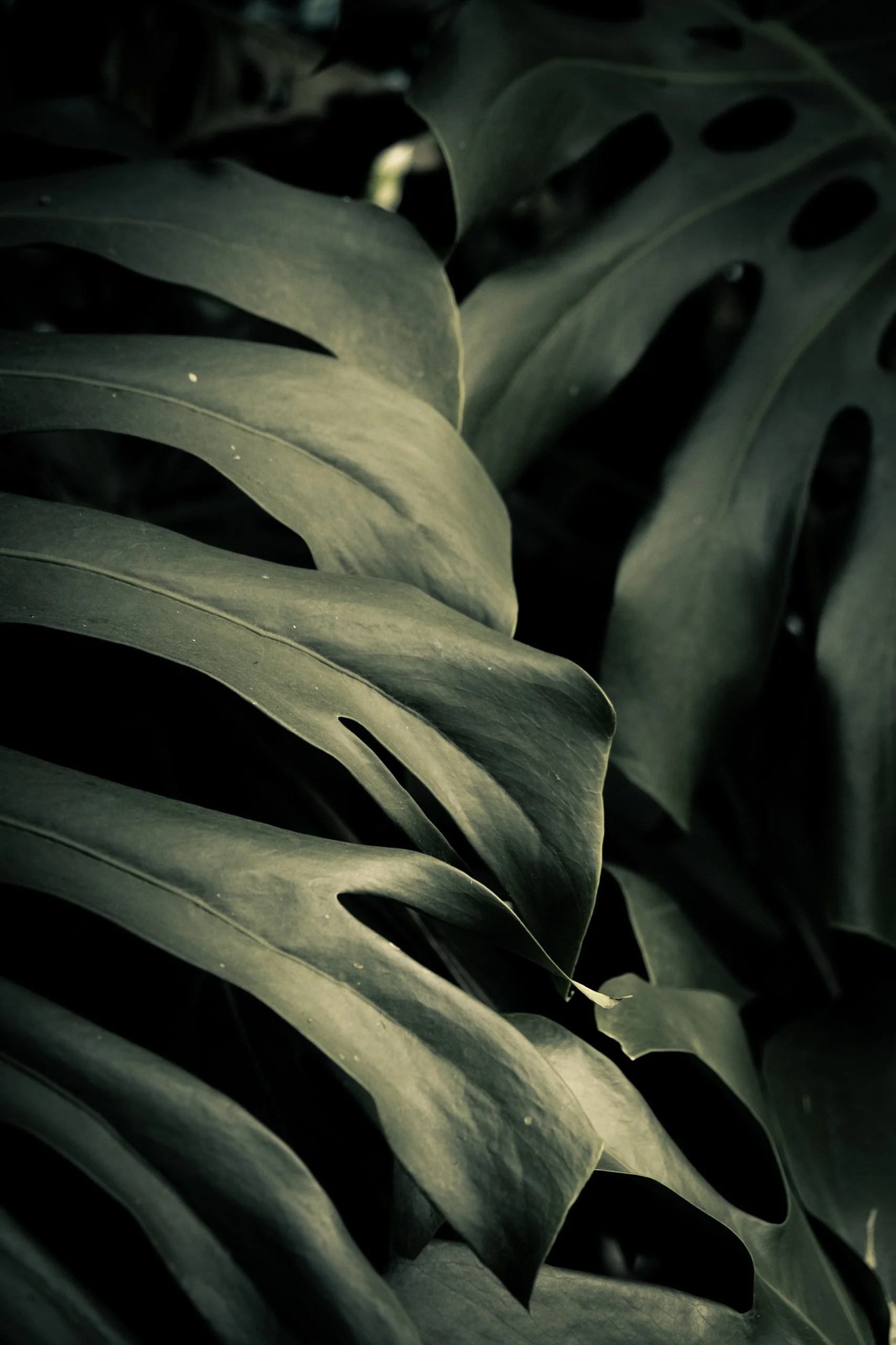 folha-verde-escura-close-detalhe-natural-para-decoracao