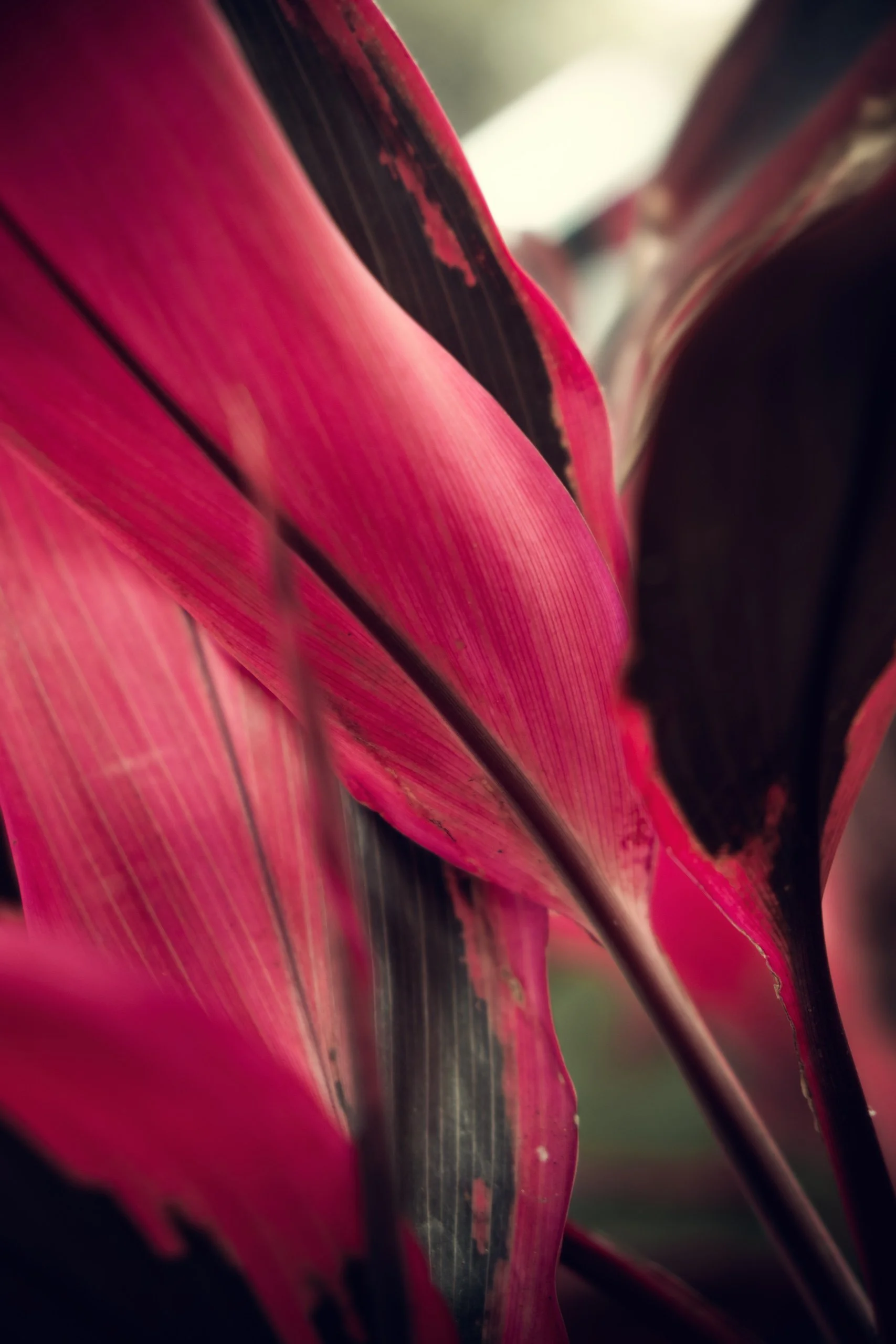 folha-vermelha-close-detalhe-natural-para-quadro-fine-art