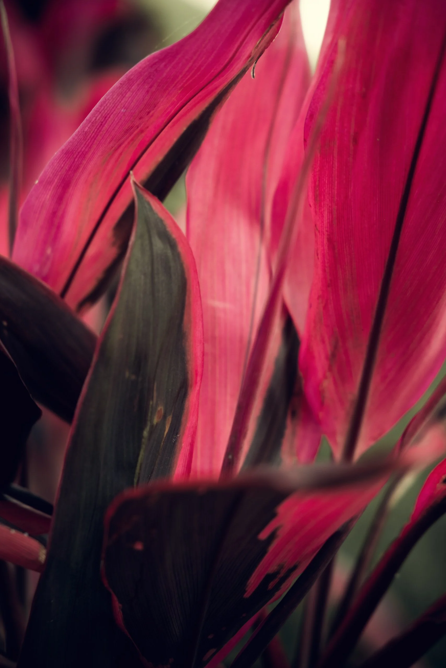 folhas-vermelhas-detalhe-natural-fotografia-para-decoracao