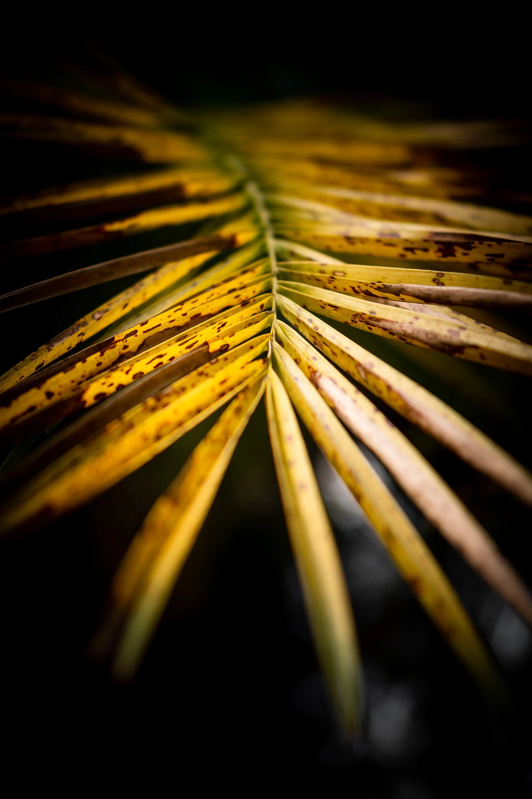 folha-amarela-close-textura-natureza-fotografia-para-decoracao