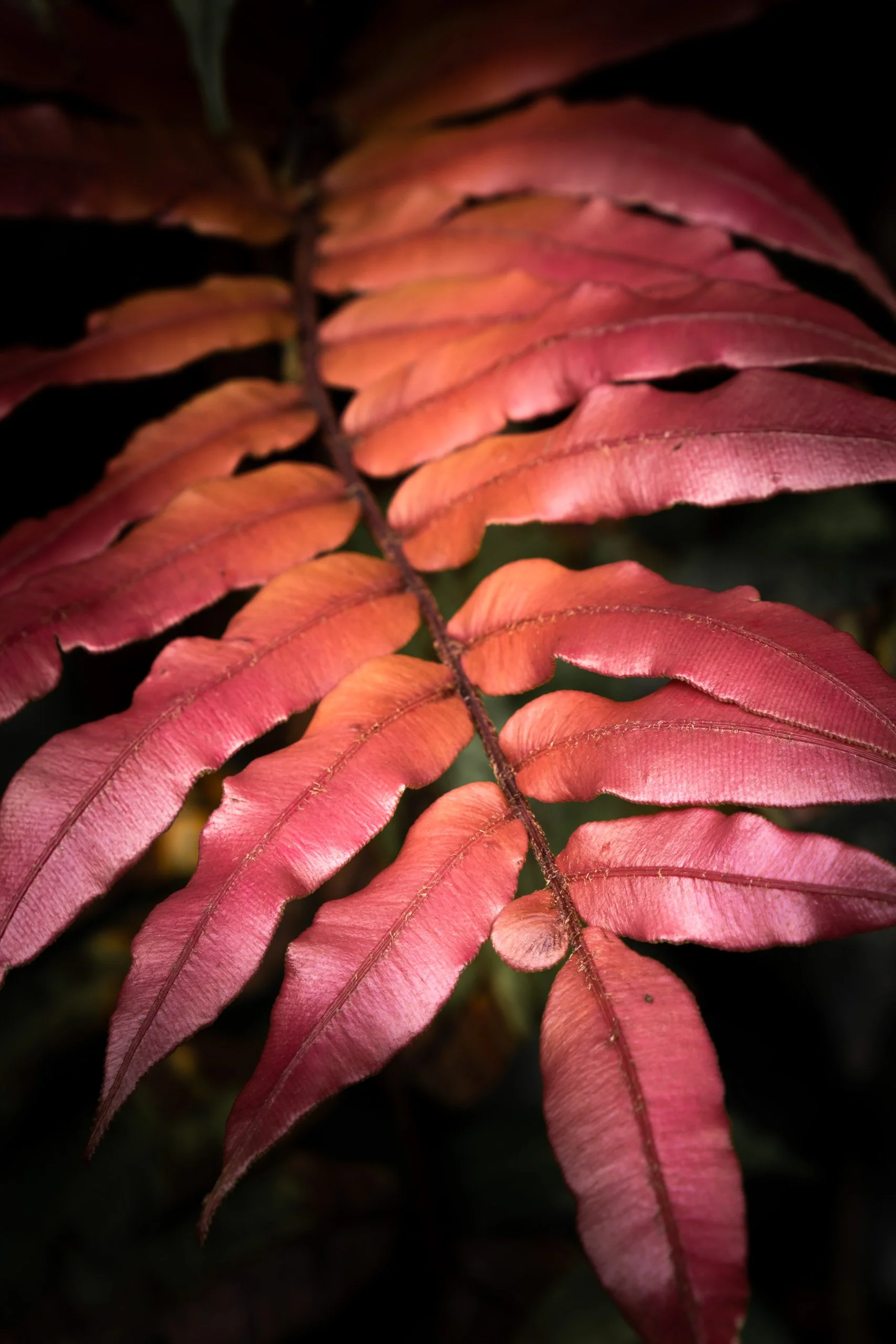 folha-rosa-close-fotografia-natural-para-decoracao