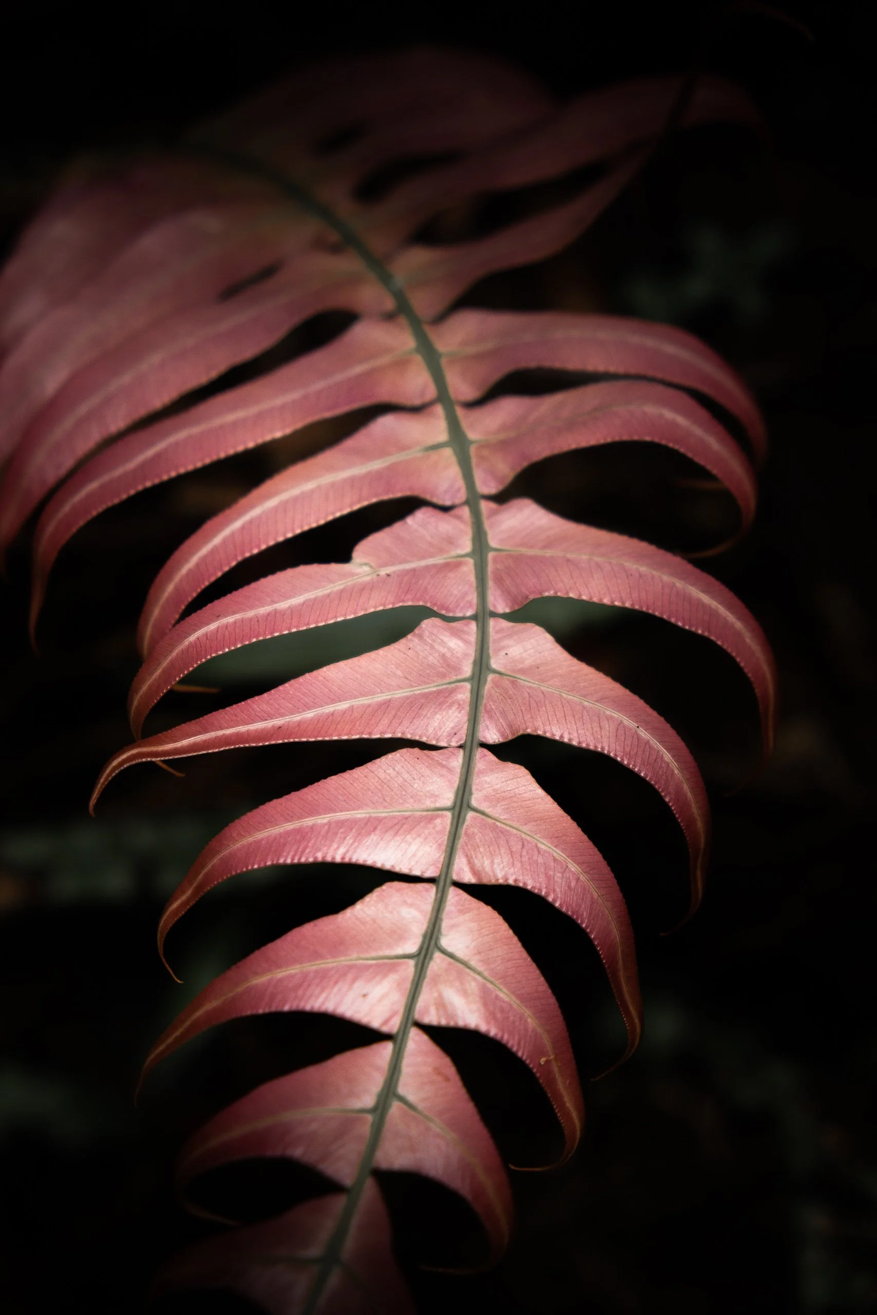 folhas-rosas-detalhe-natural-fotografia-fine-art