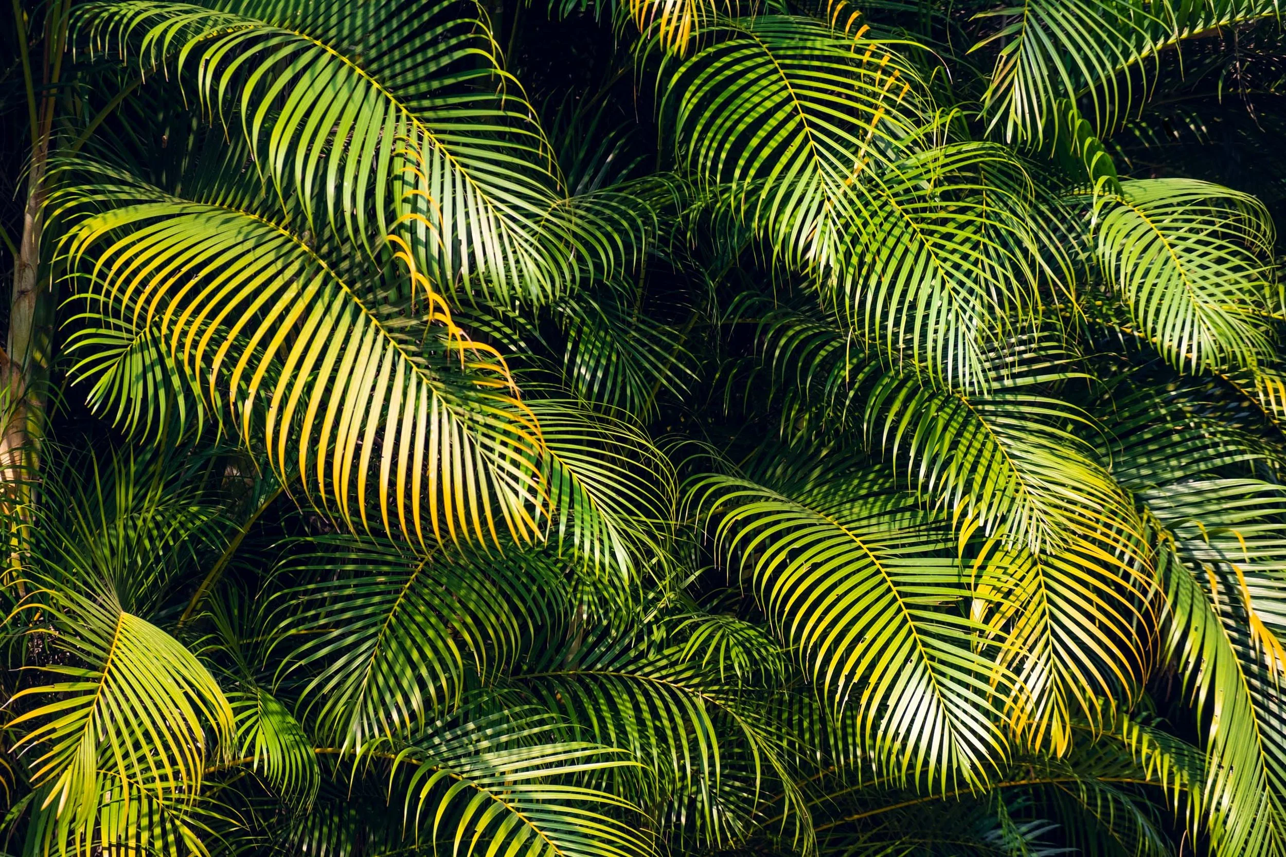 folhas-de-palmeira-textura-natural-fotografia-para-decoracao