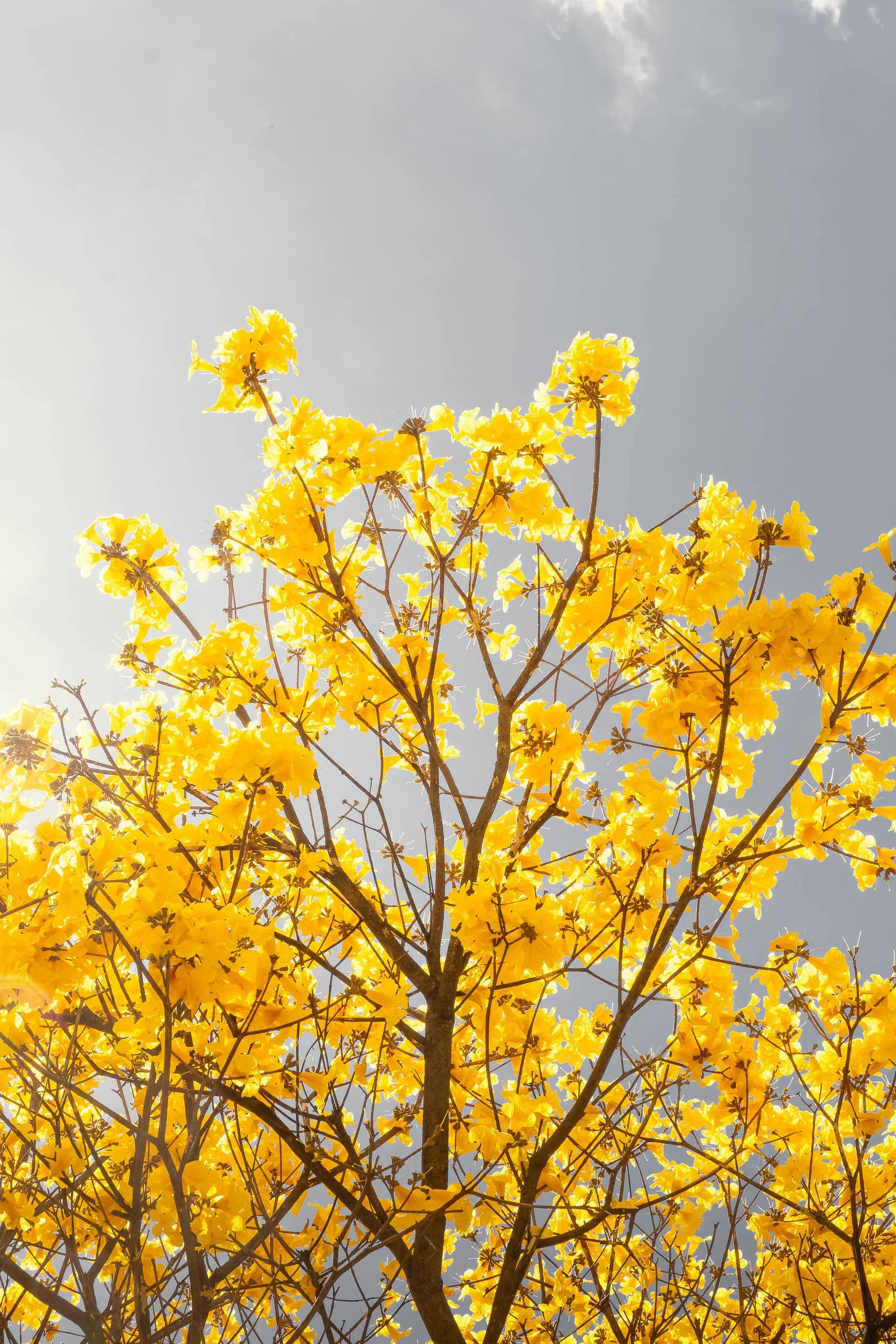ipe-amarelo-contra-o-ceu-luz-suave-fotografia-fine-art-vertical