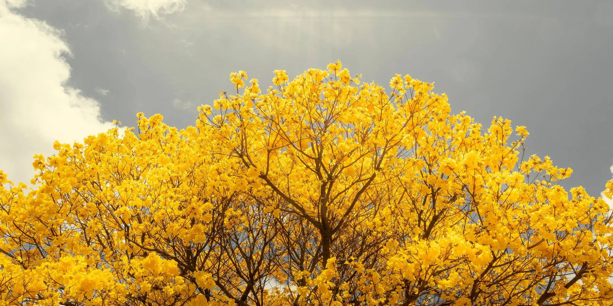 ipe-amarelo-copa-ampla-horizonte-claro-fotografia-fine-art-horizontal
