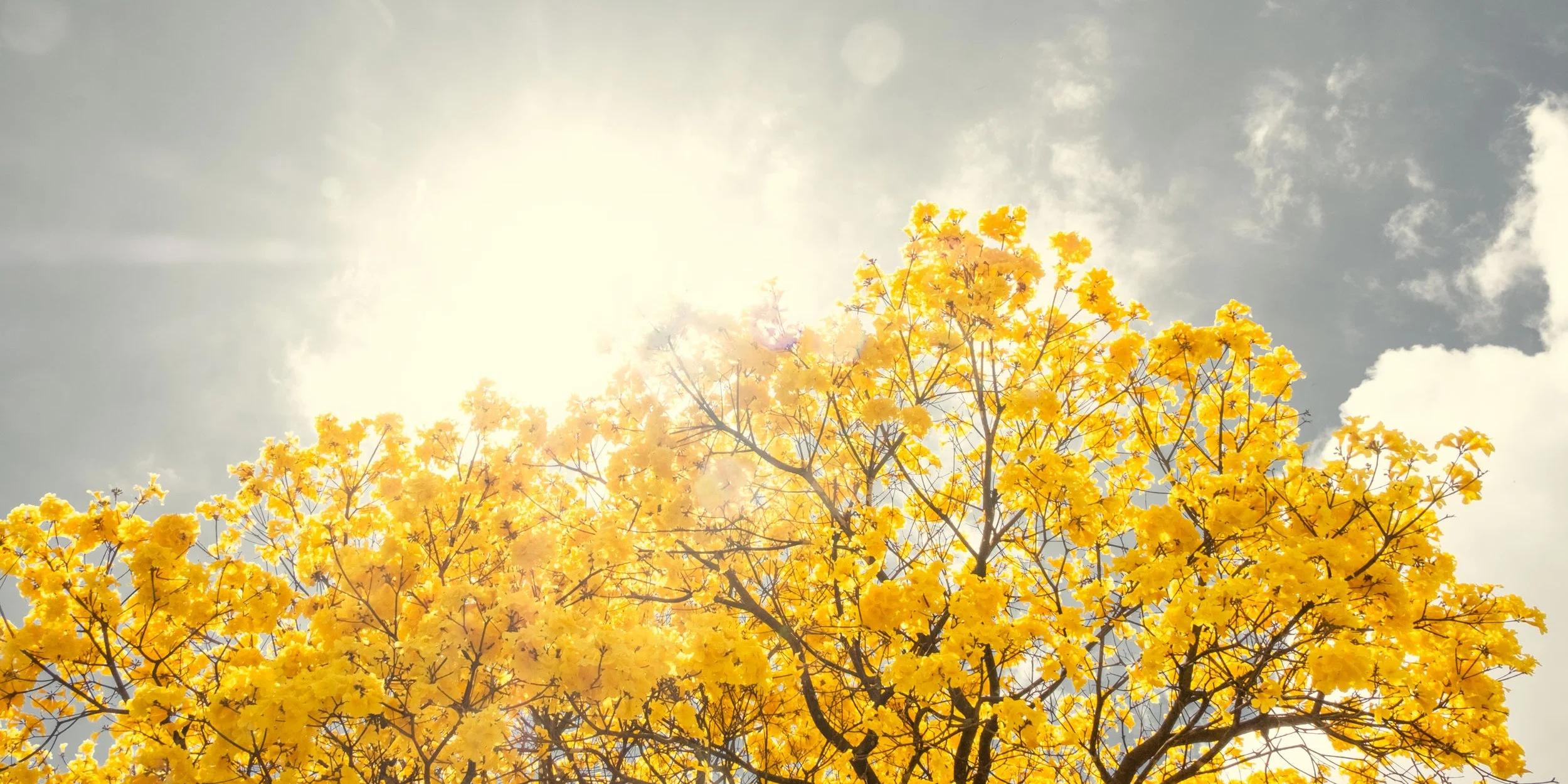ipe-amarelo-sol-forte-copa-iluminada-fotografia-fine-art-horizontal