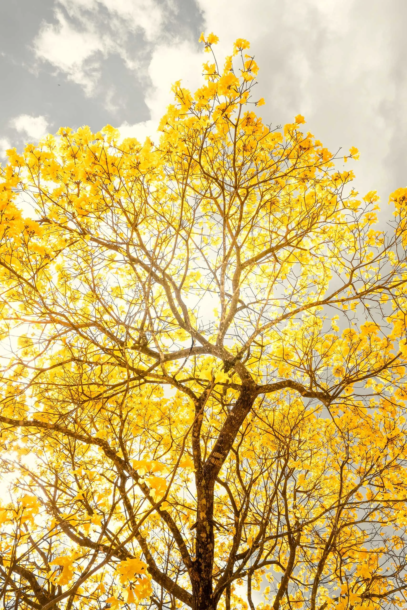 ipe-amarelo-tronco-central-luz-forte-fotografia-fine-art-vertical
