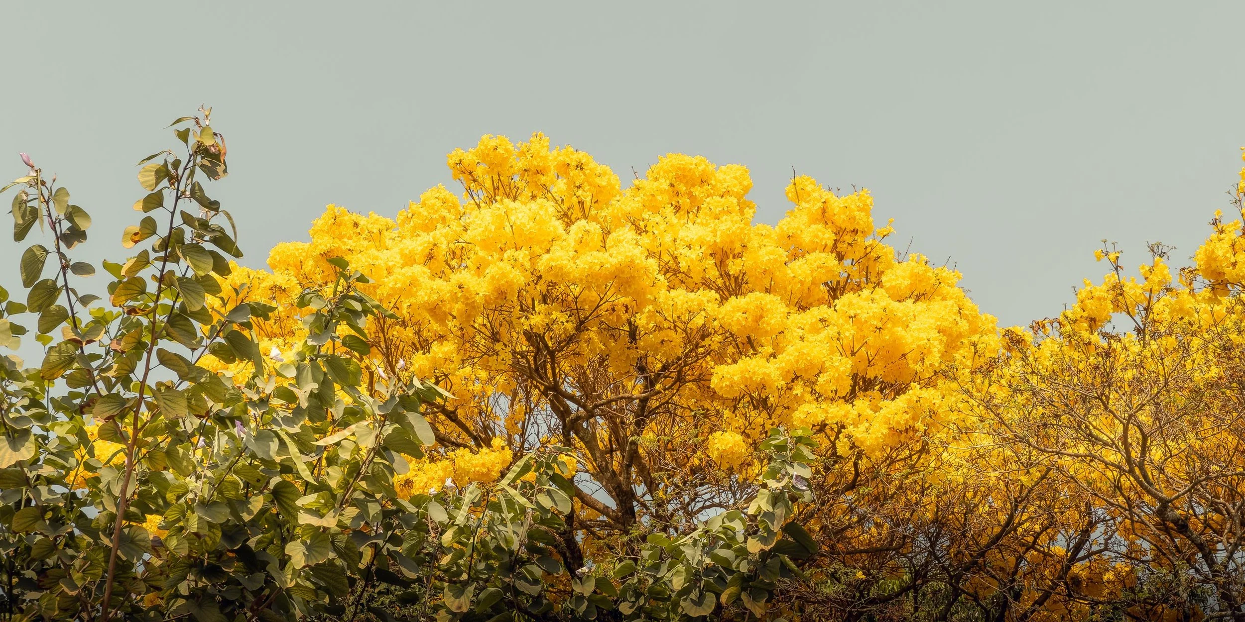 ipe-amarelo-copa-ampla-entre-folhas-fotografia-fine-art-horizontal