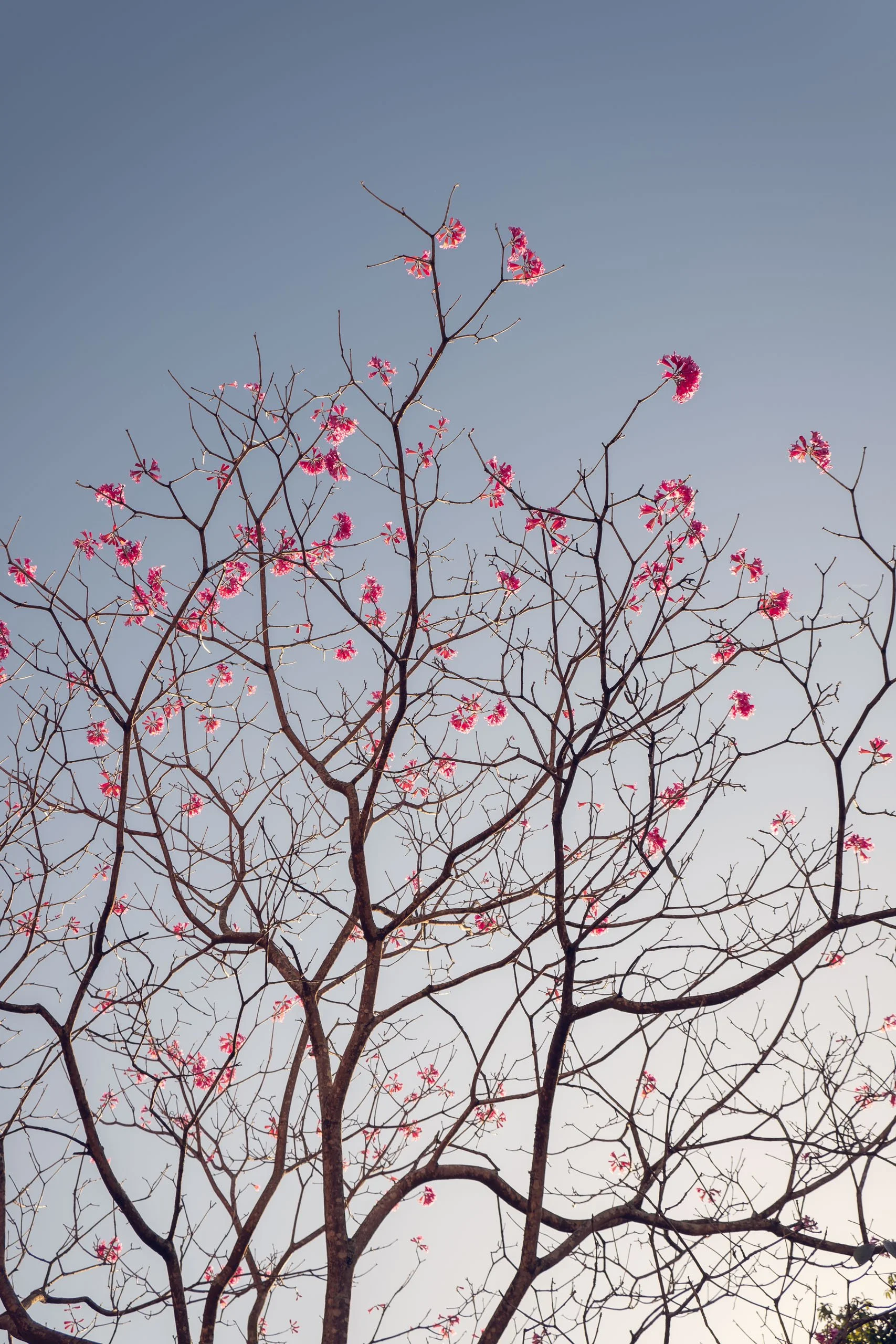 ipe-rosa-galhos-finos-ceu-claro-fotografia-fine-art-vertical