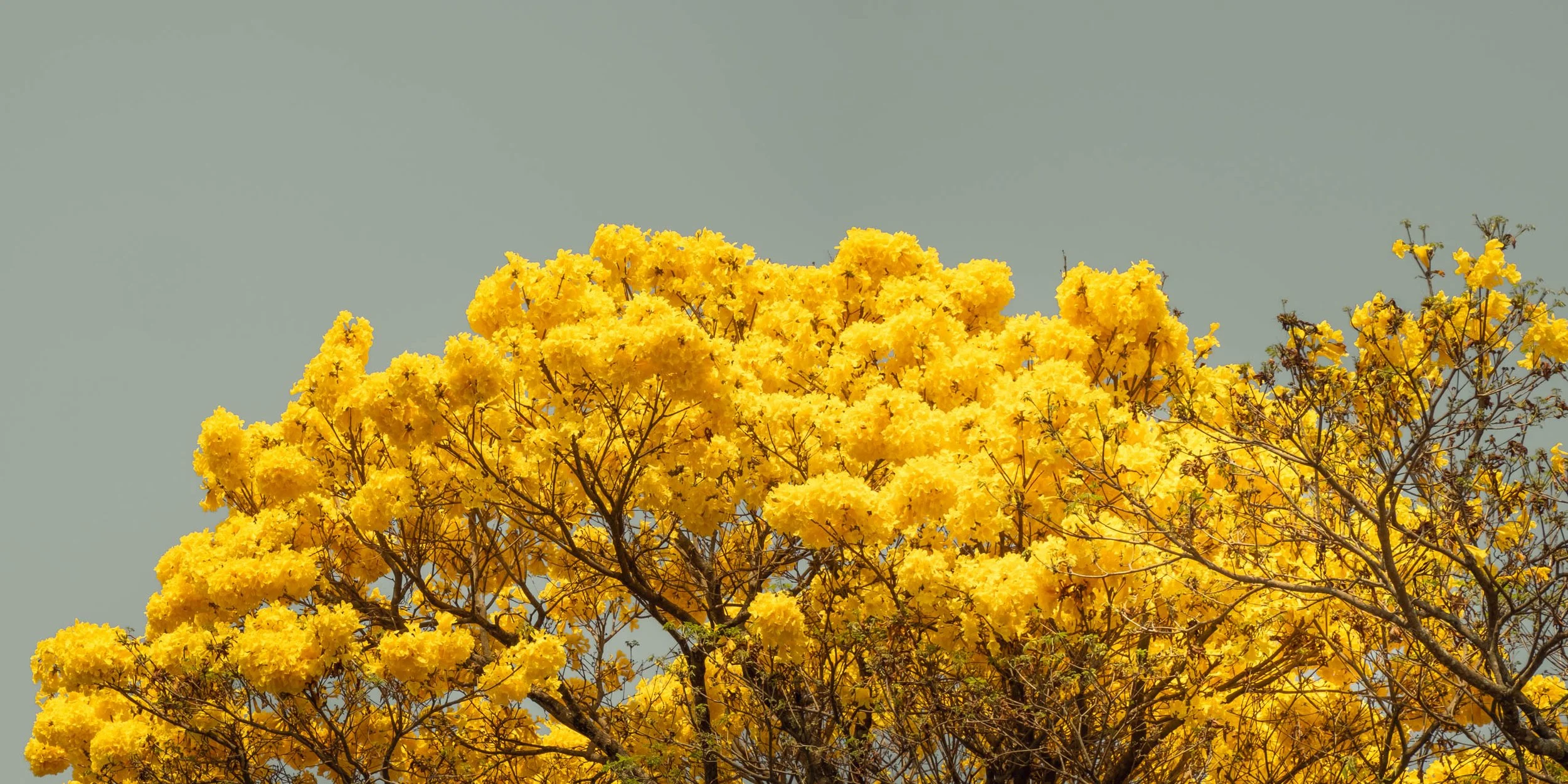 ipe-amarelo-copa-cheia-florada-intensa-fotografia-fine-art-horizontal