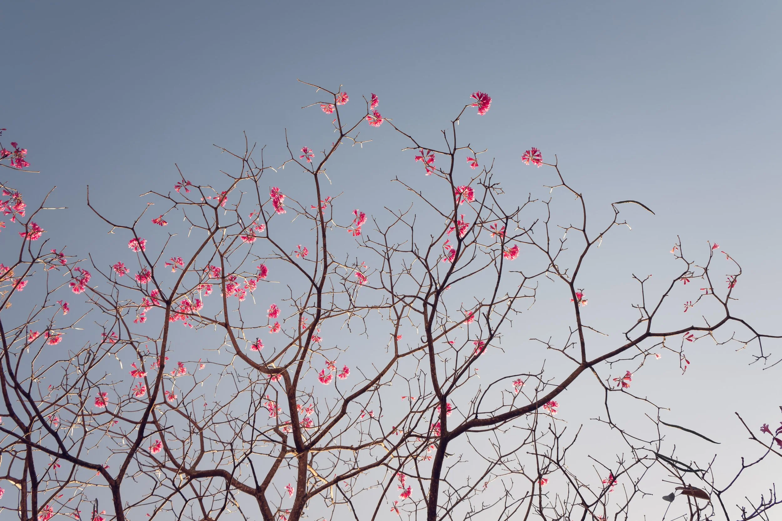 ipe-rosa-galhos-espalhados-ceu-suave-fotografia-fine-art-horizontal