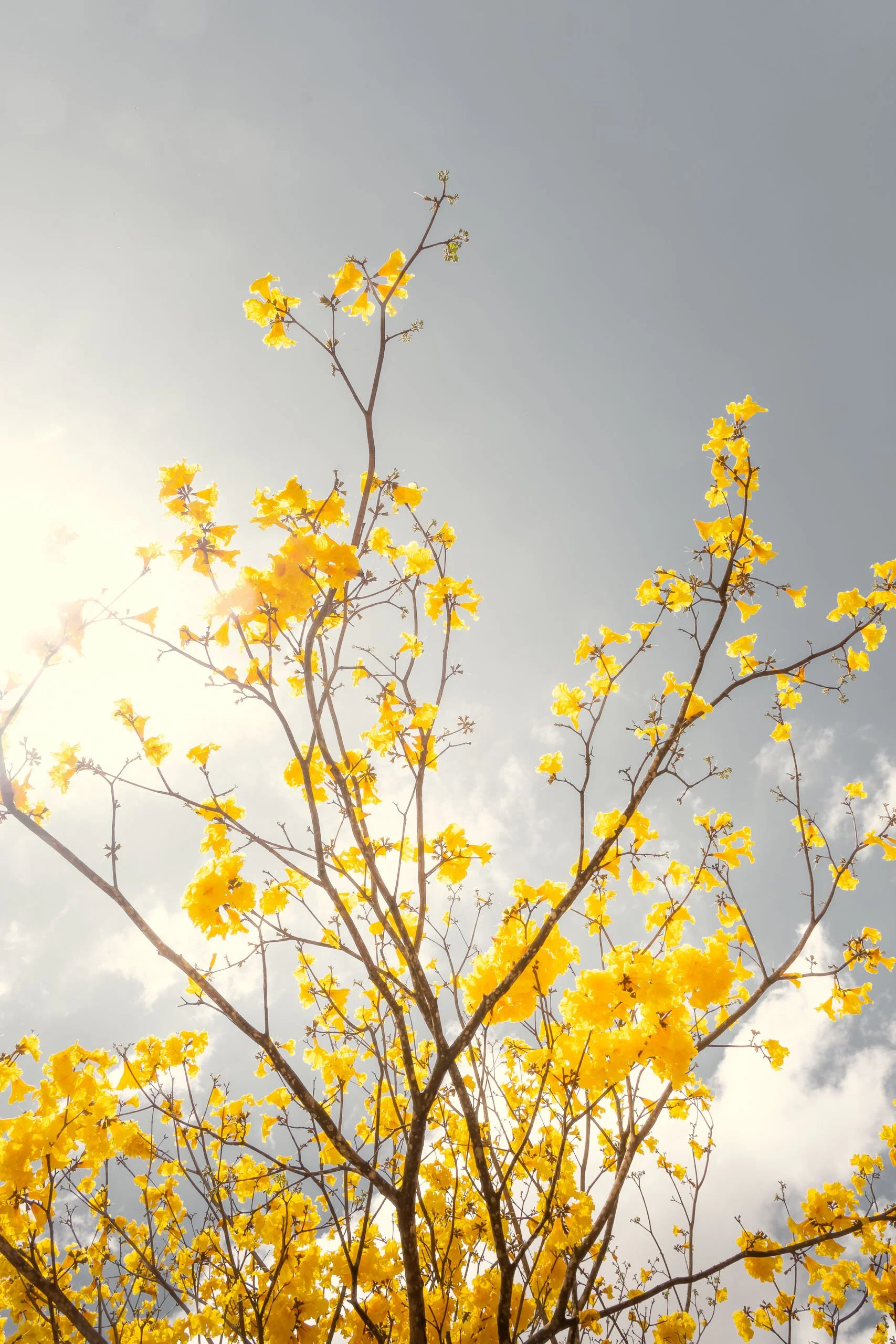 ipe-amarelo-galhos-altos-luz-suave-fotografia-fine-art-vertical