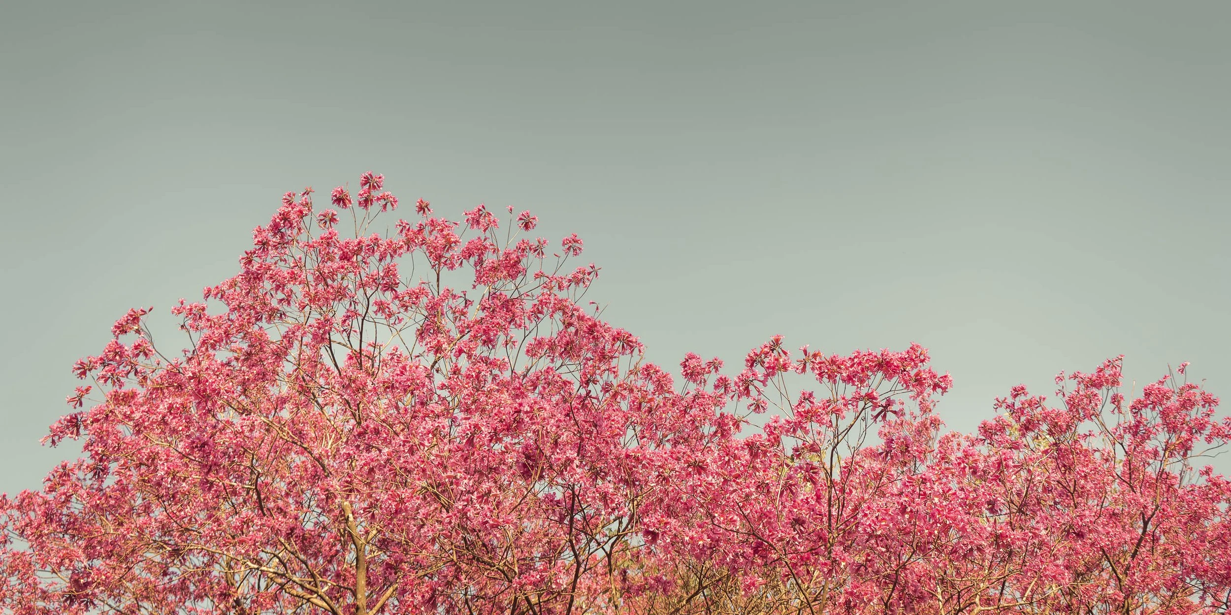 ipe-rosa-copa-ampla-florada-intensa-fotografia-fine-art-horizontal