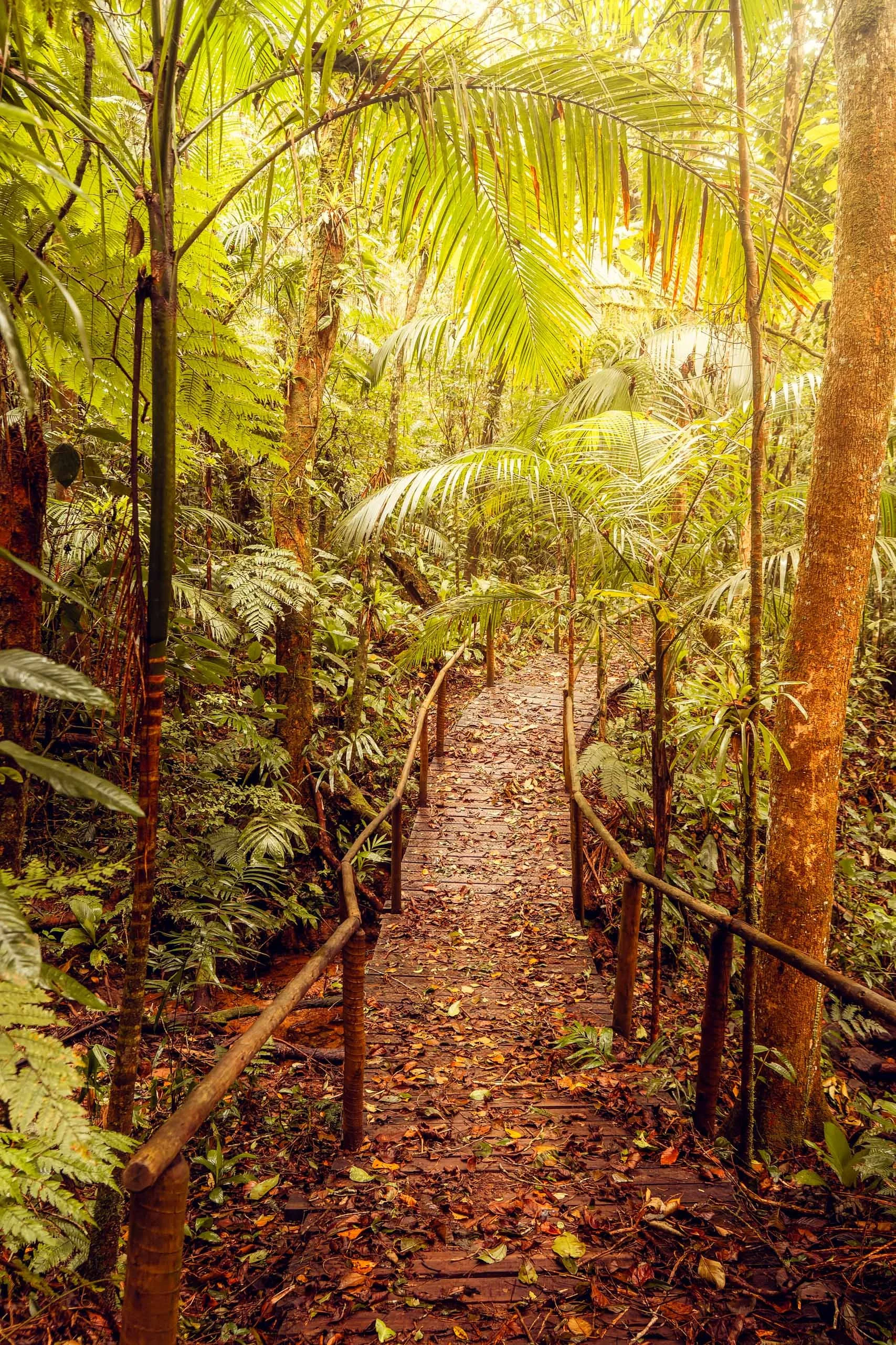 trilha-floresta-madeira-luz-filtrada-santuario-fine-art-pedro-ferr