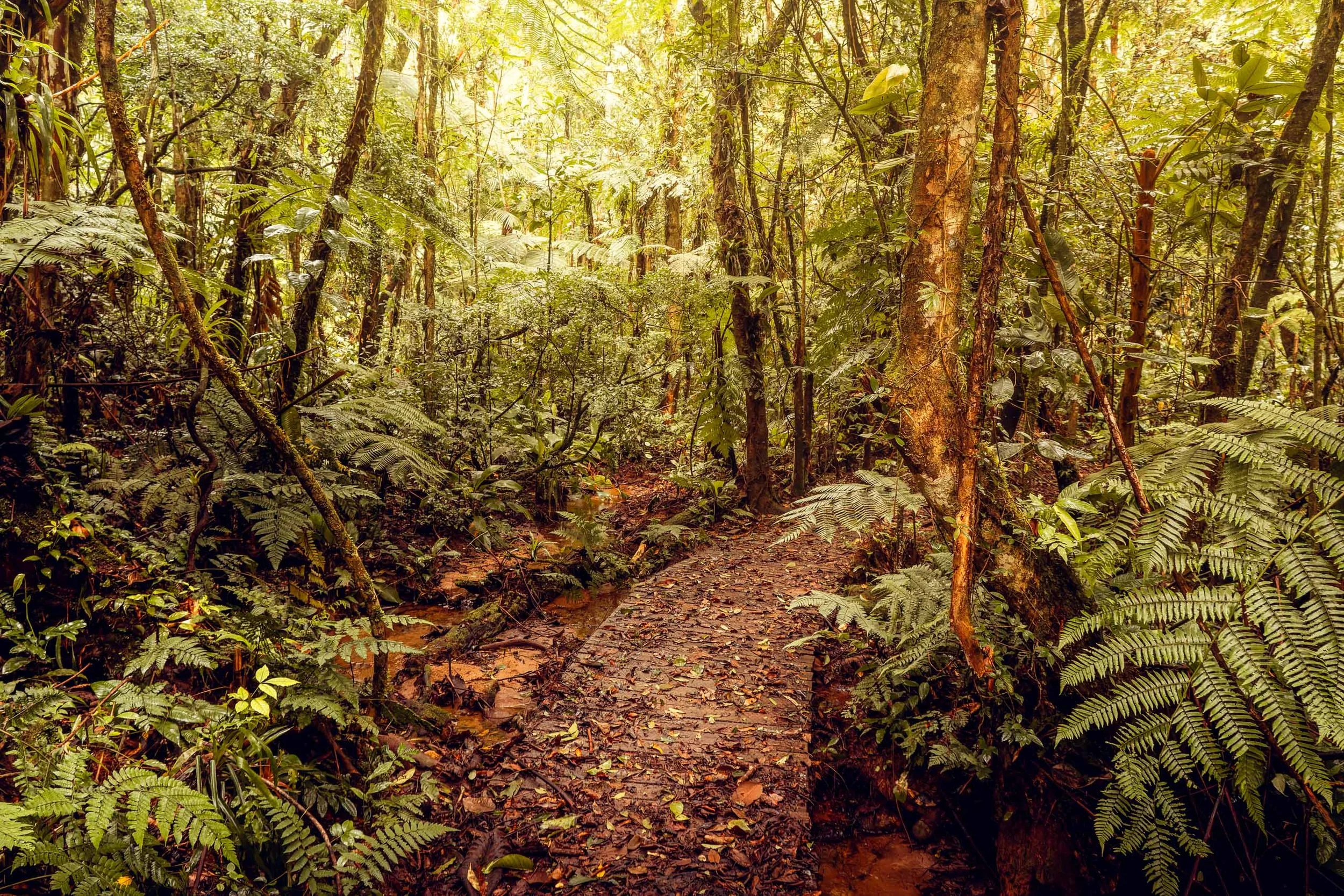 floresta-densa-caminho-terra-verde-vitalidade-fine-art-pedro-ferr