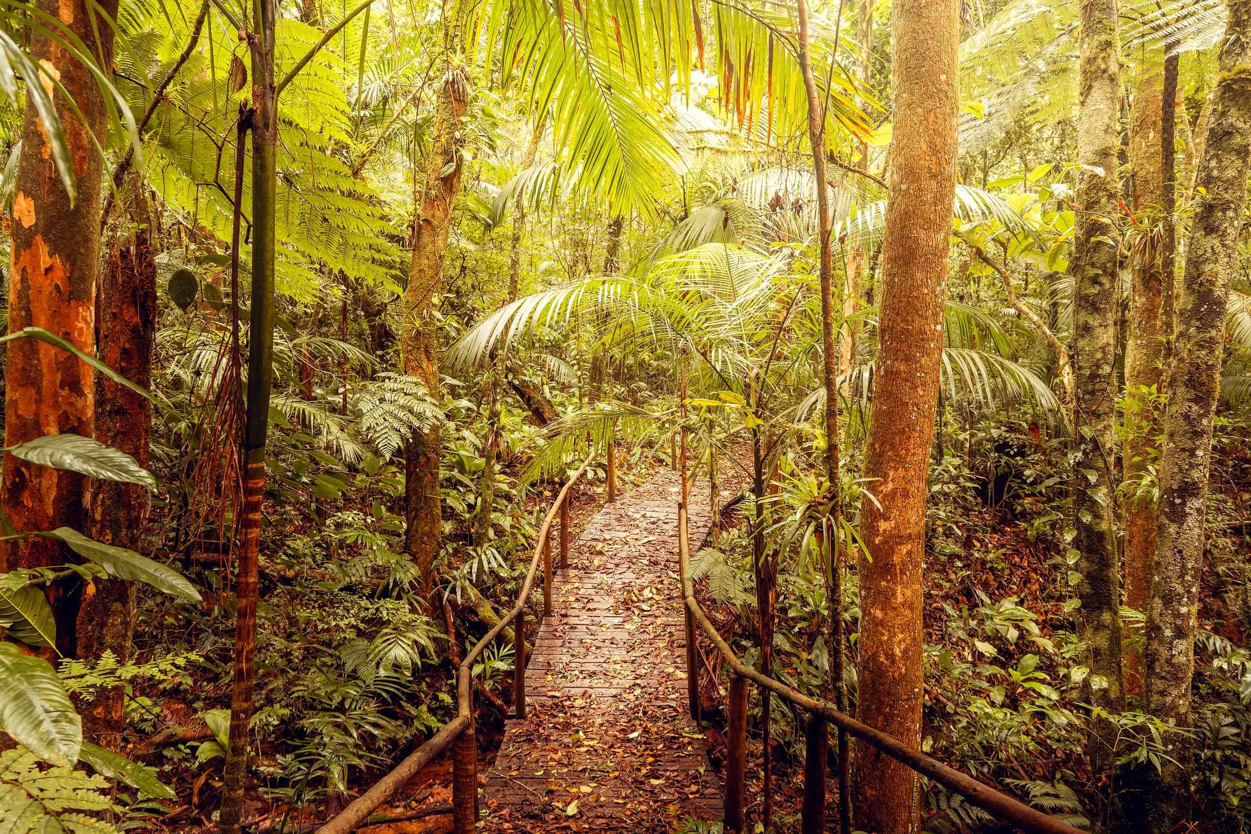 passarela-floresta-exuberante-origem-fine-art-pedro-ferr