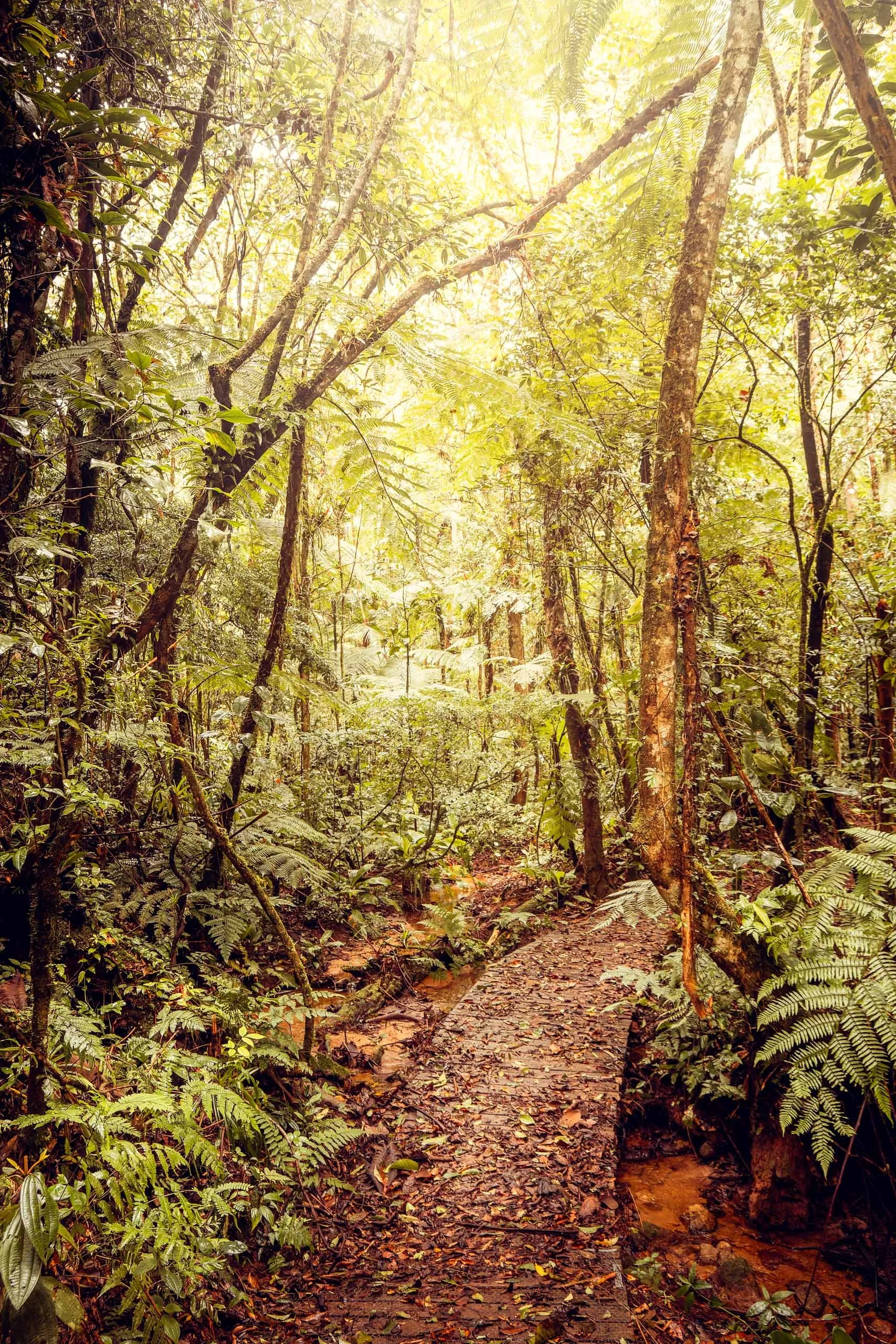 natureza-virgem-caminho-madeira-silencio-visual-fine-art-pedro-ferr