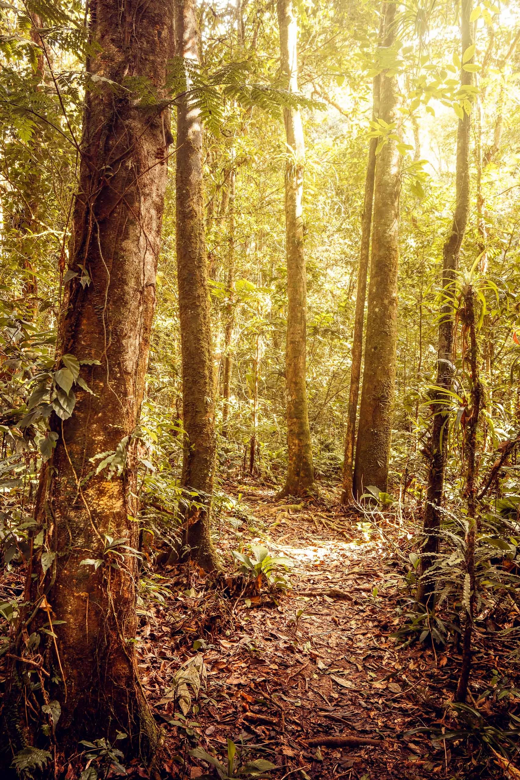 trilha-floresta-densa-serenidade-vitalidade-fine-art-pedro-ferr
