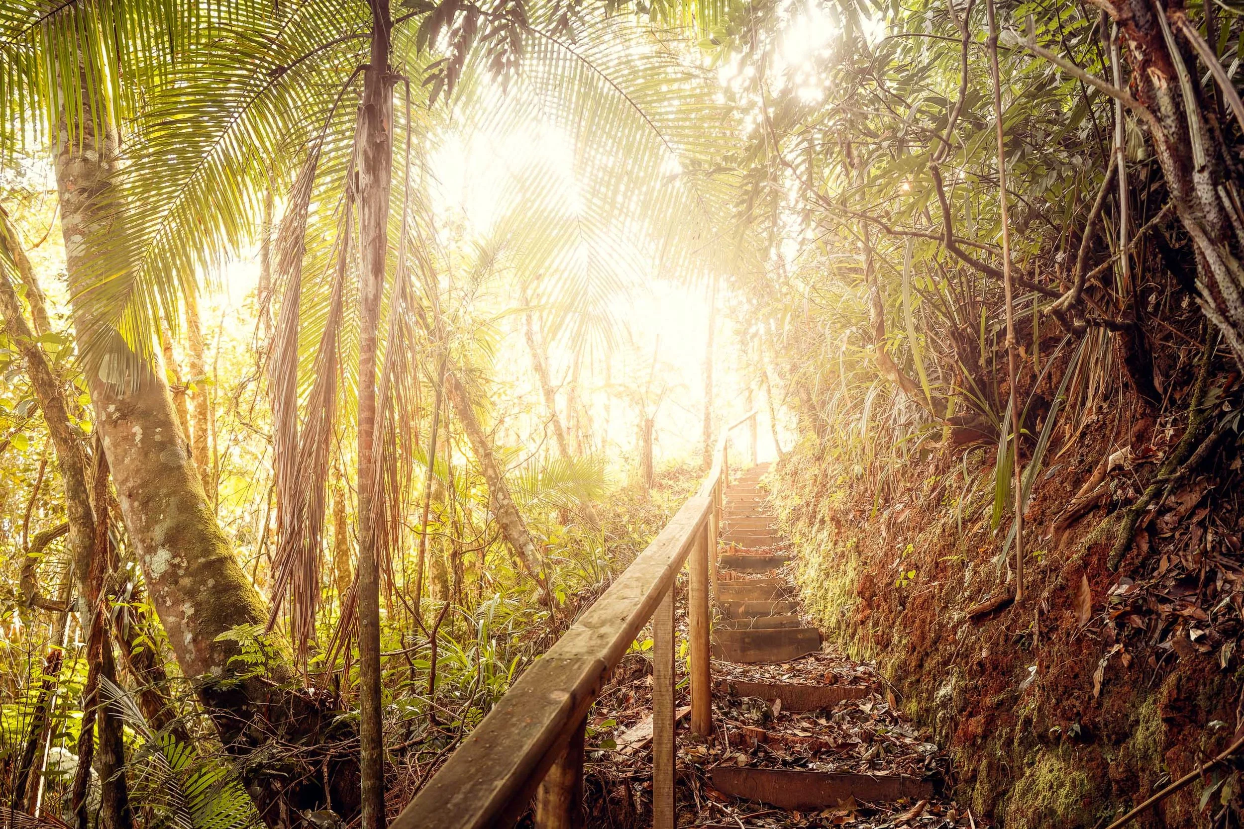escada-floresta-densa-subida-luminosa-refugio-fine-art-pedro-ferr