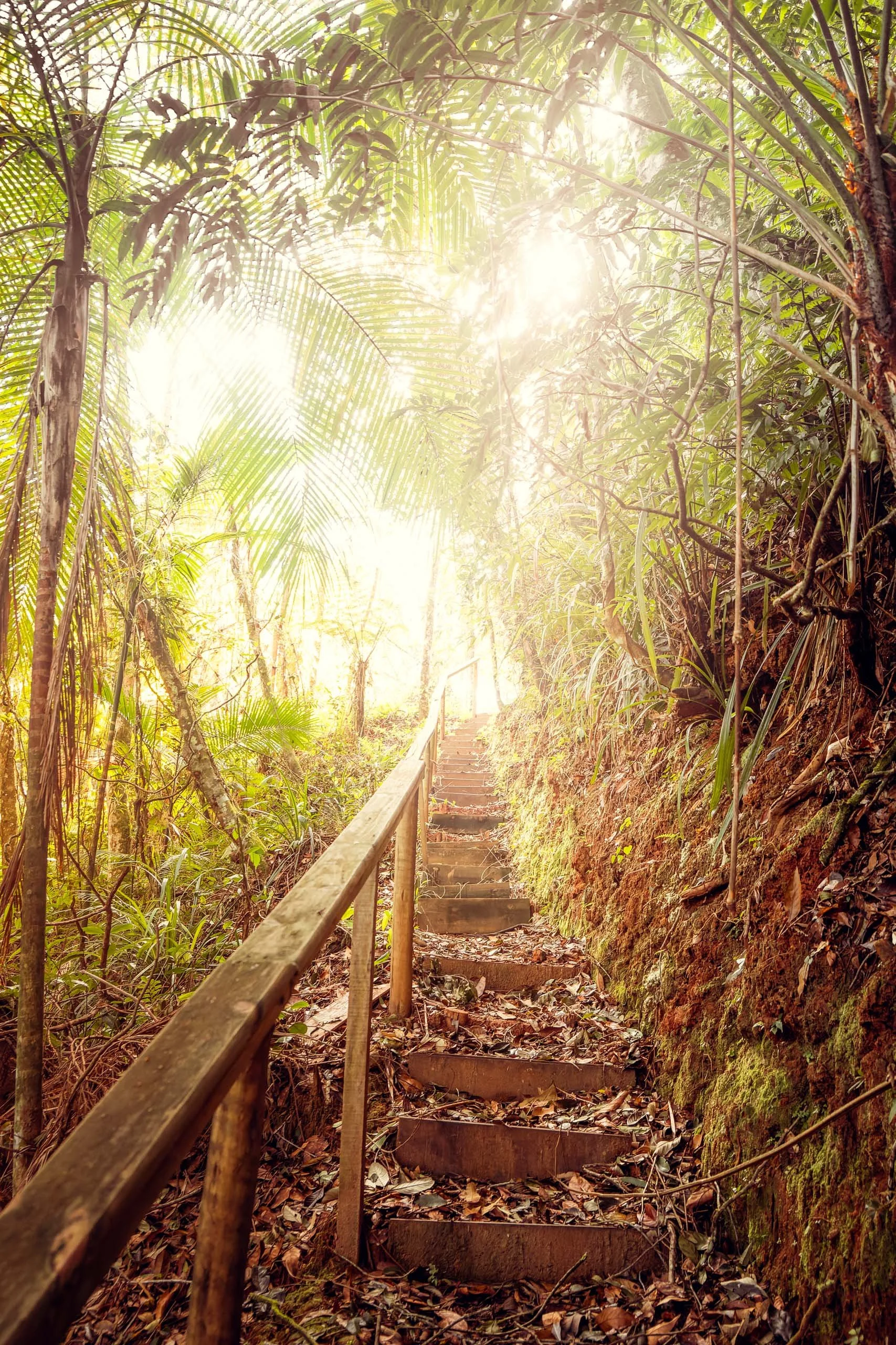 caminho-floresta-mata-atlantica-arvores-altas-origem-fine-art-pedro-ferr