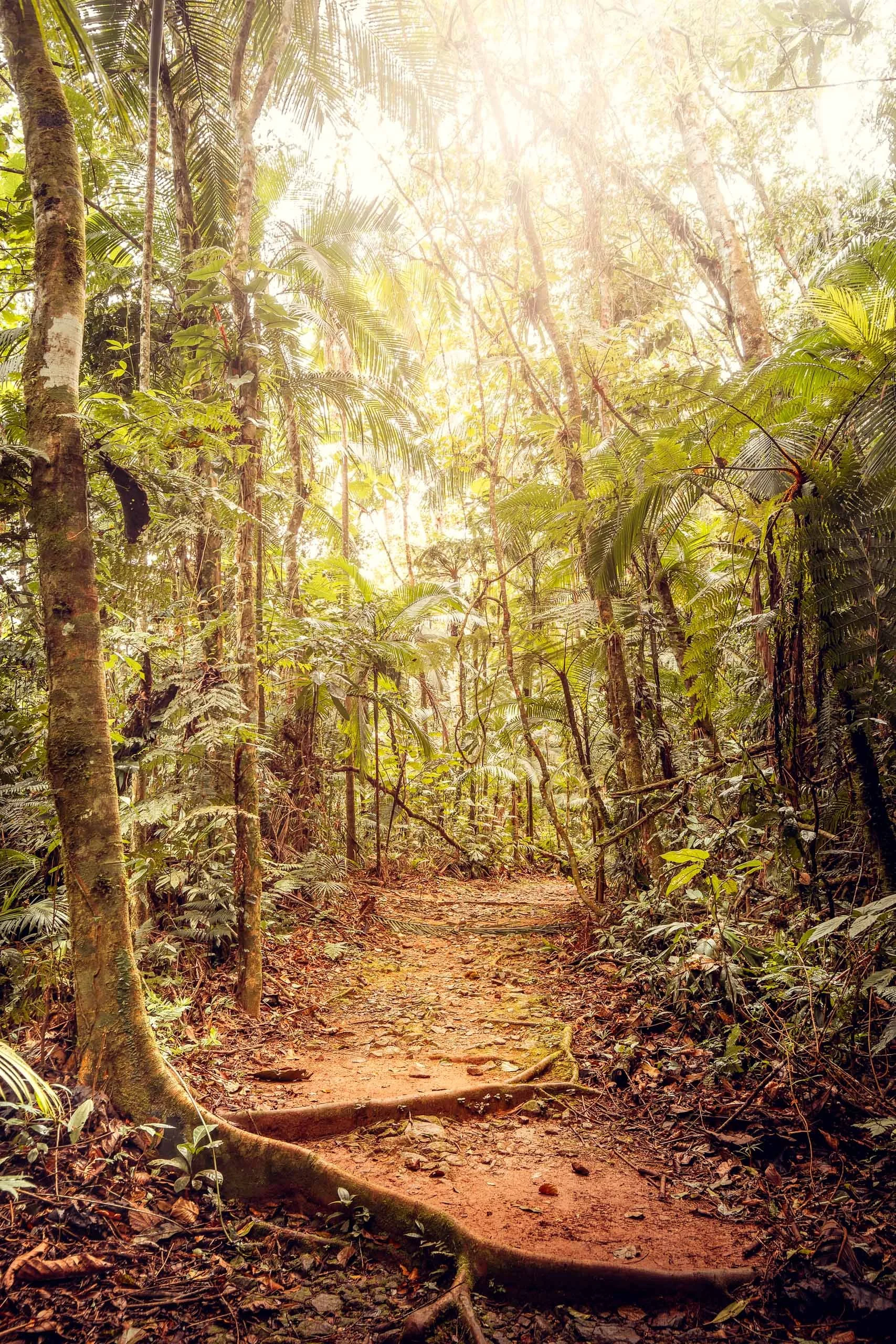 escadaria-floresta-subida-luminosa-resiliencia-fine-art-pedro-ferr