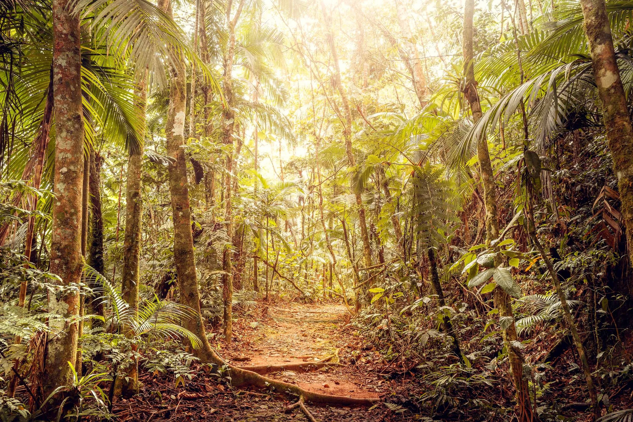 trilha-floresta-densa-verde-musgo-vitalidade-fine-art-pedro-ferr