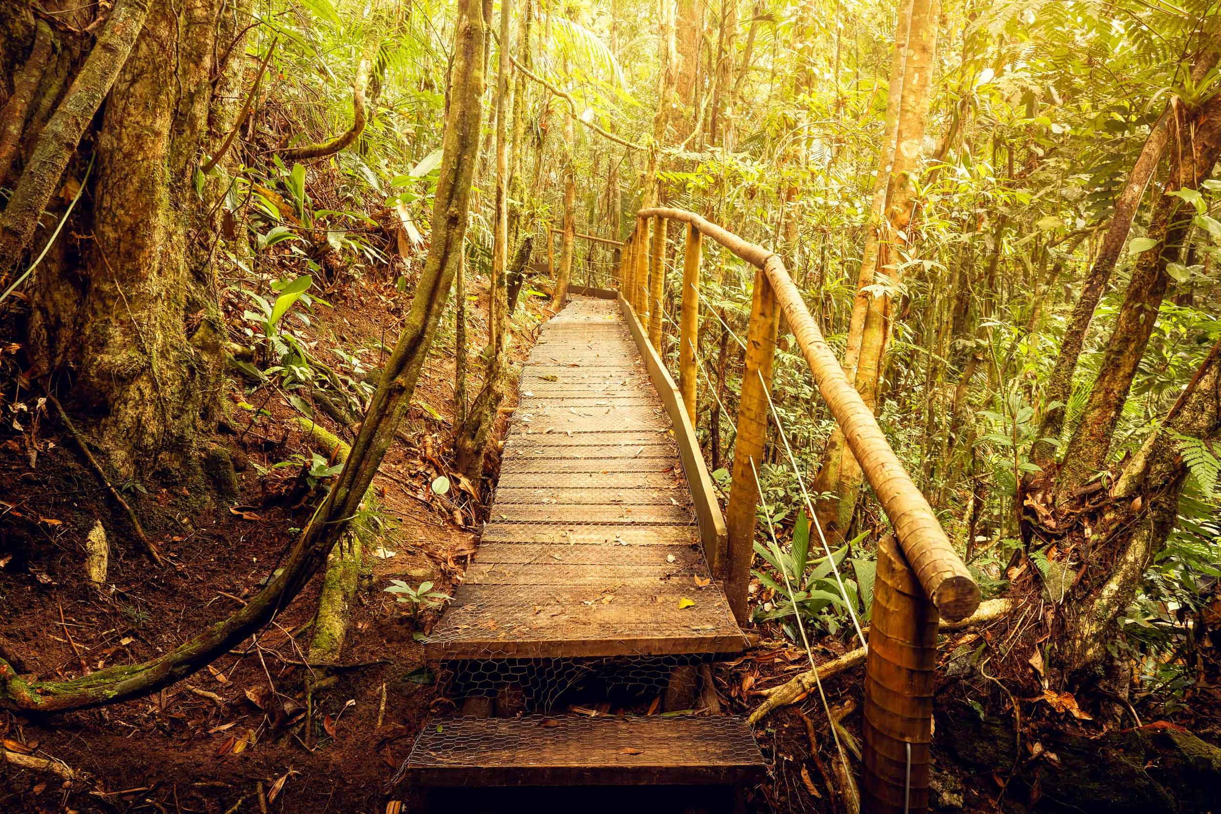 trilha-floresta-madeira-luz-dourada-resiliencia-fine-art-pedro-ferr