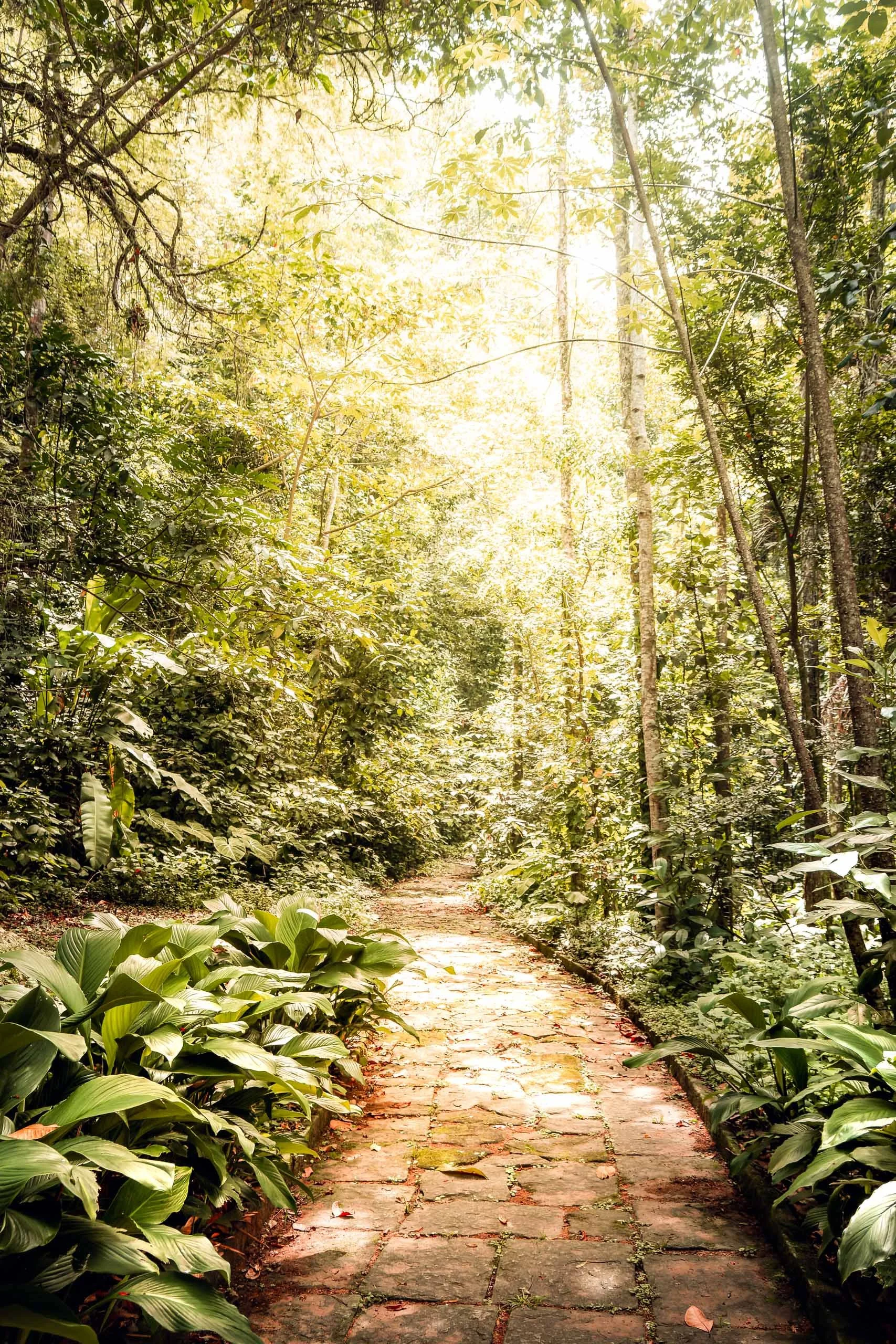 passarela-suspensa-floresta-madeira-vitalidade-fine-art-pedro-ferr