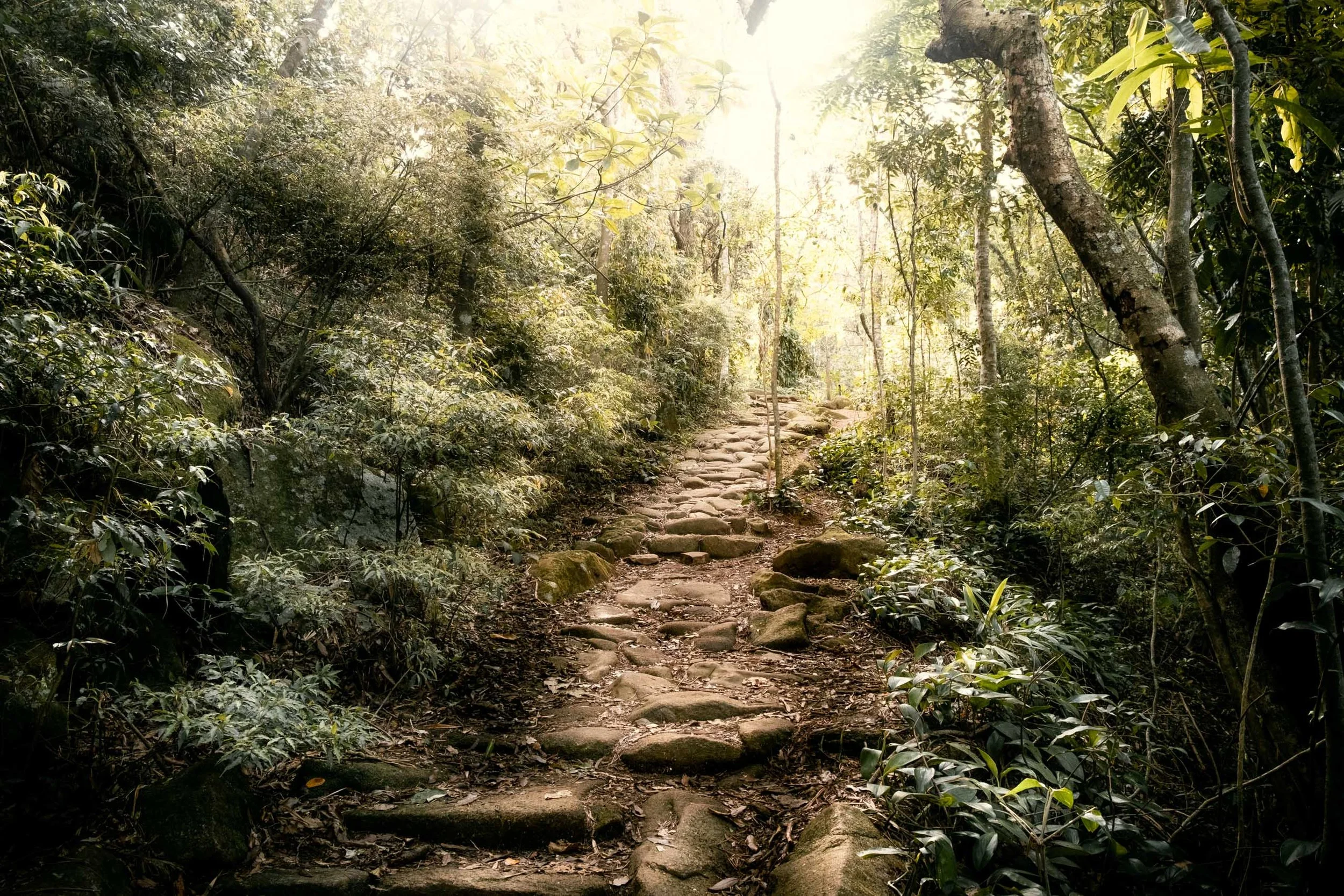 caminho-pedras-jardim-tropical-luz-forte-serenidade-fine-art-pedro-ferr