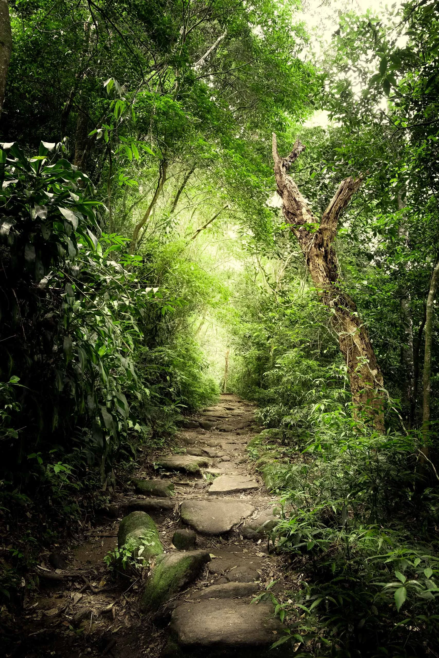 passarela-suspensa-floresta-dourada-resiliencia-fine-art-pedro-ferr-vertical