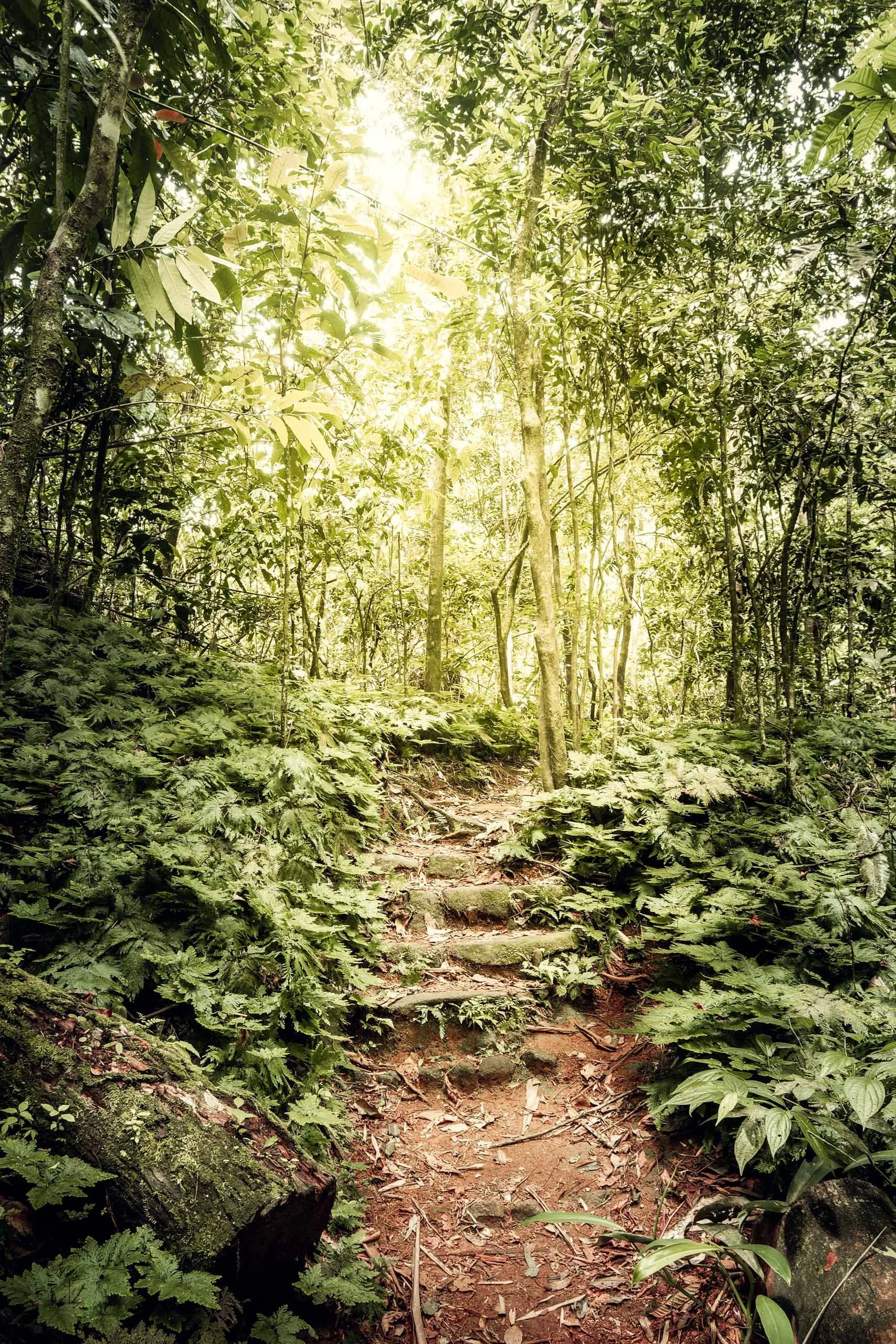 escadaria-floresta-dourada-neblina-santuario-fine-art-pedro-ferr