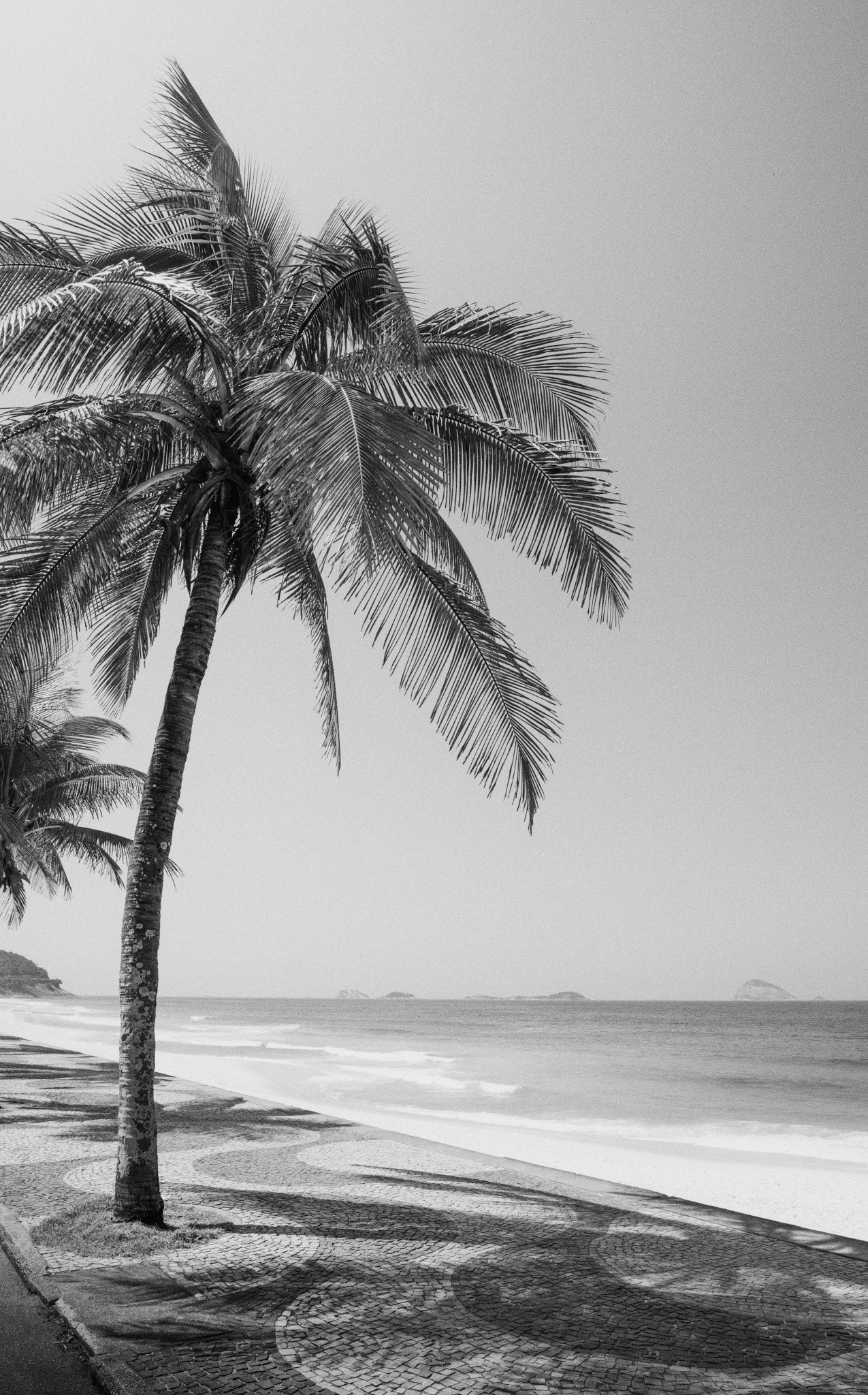 quadro-rio-de-janeiro-preto-e-branco-coqueiro-praia-sao-conrado