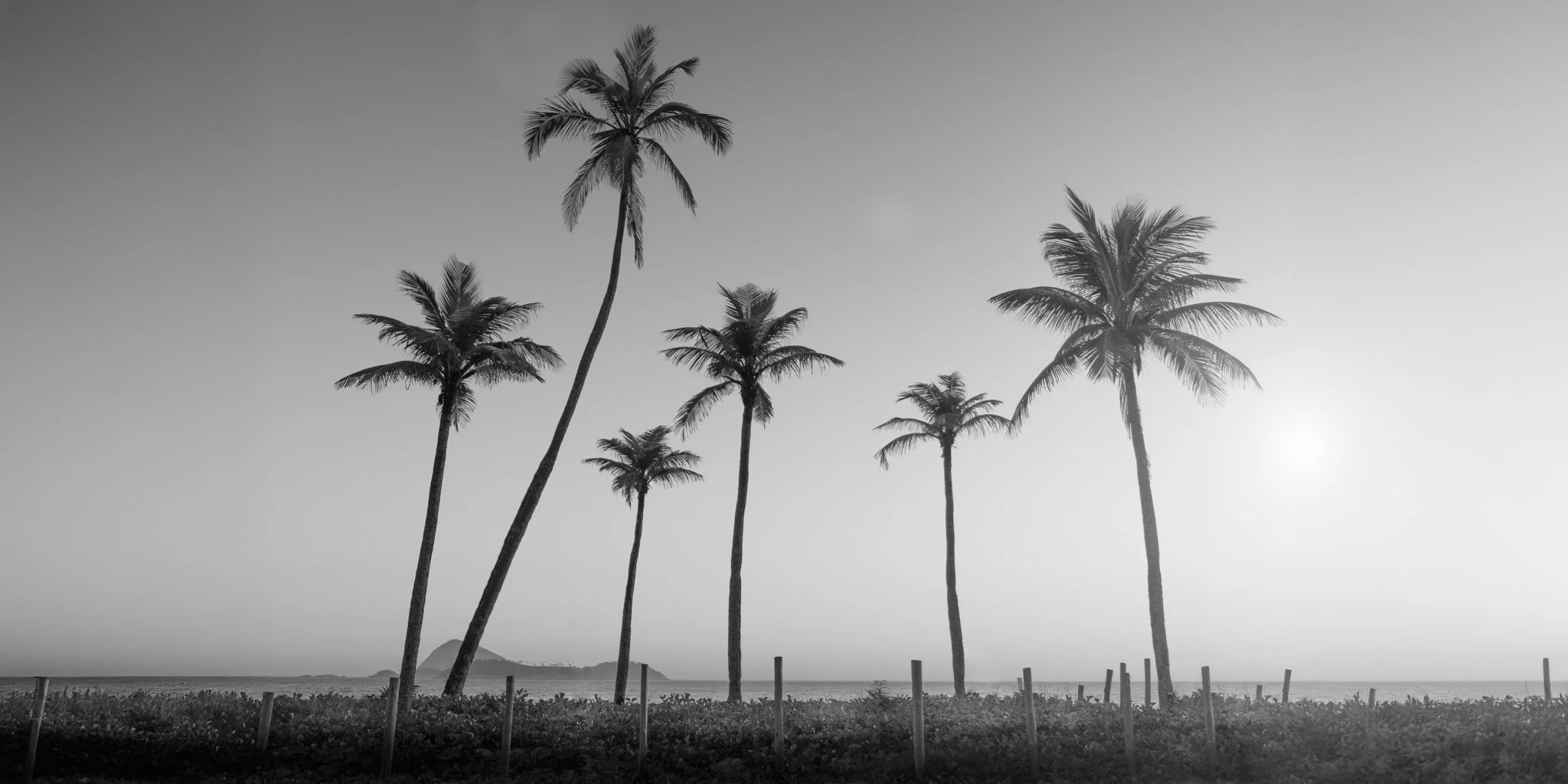 quadro-rio-de-janeiro-preto-e-branco-coqueiros-silhueta-contraluz-leblon